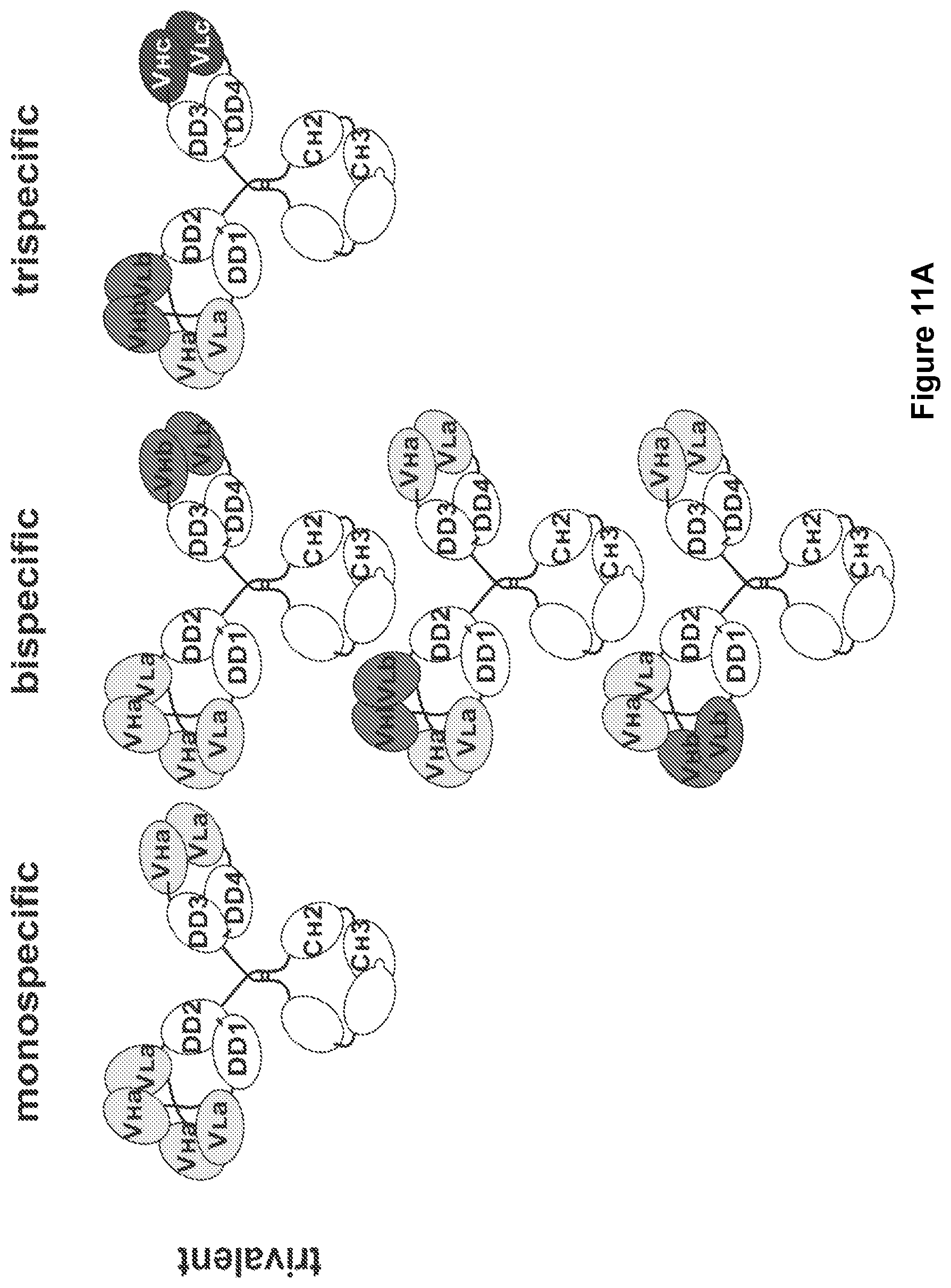 Patent US11780926 Figure 13 – Multivalent binding molecules