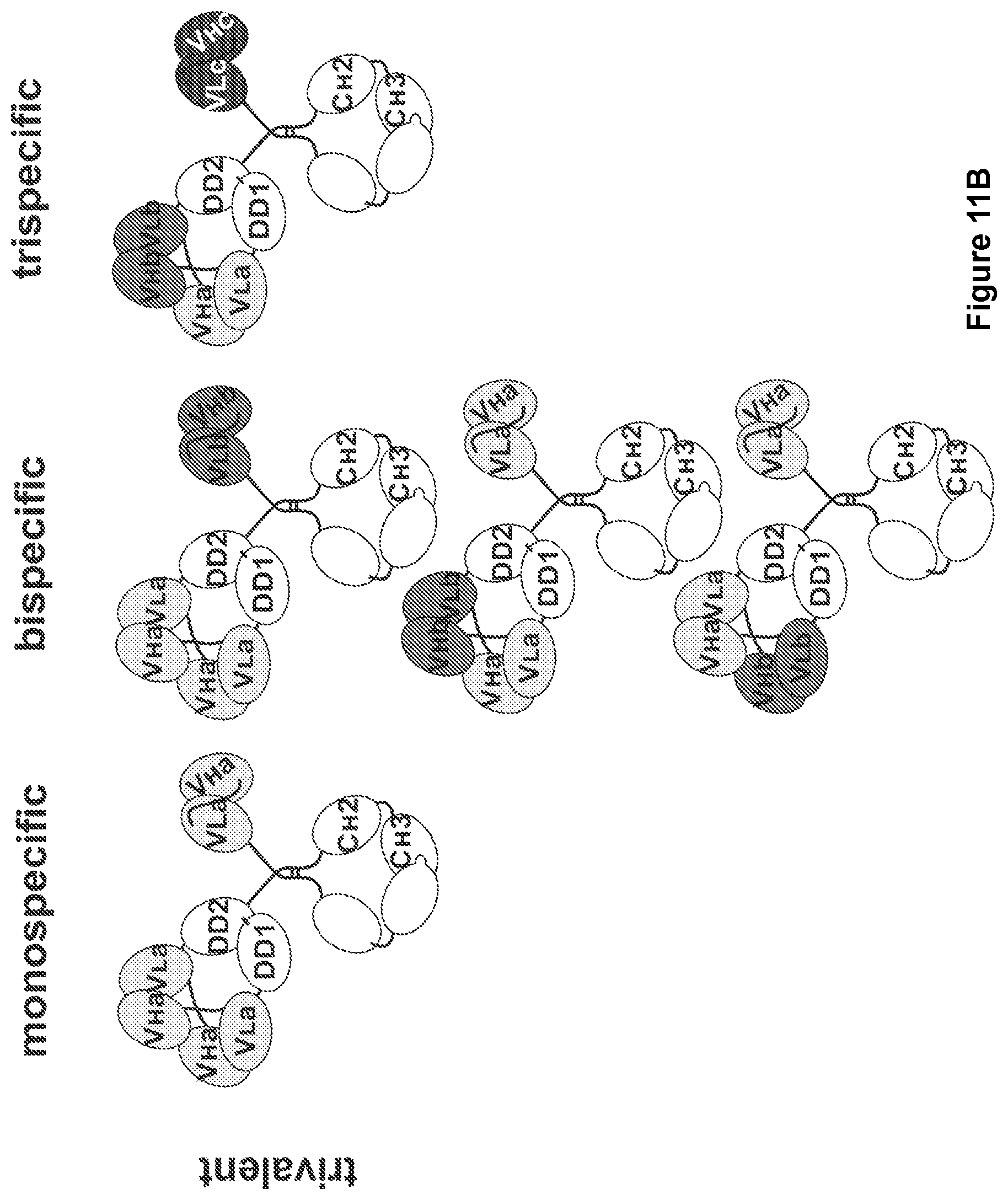Patent US11780926 Figure 14 – Multivalent binding molecules