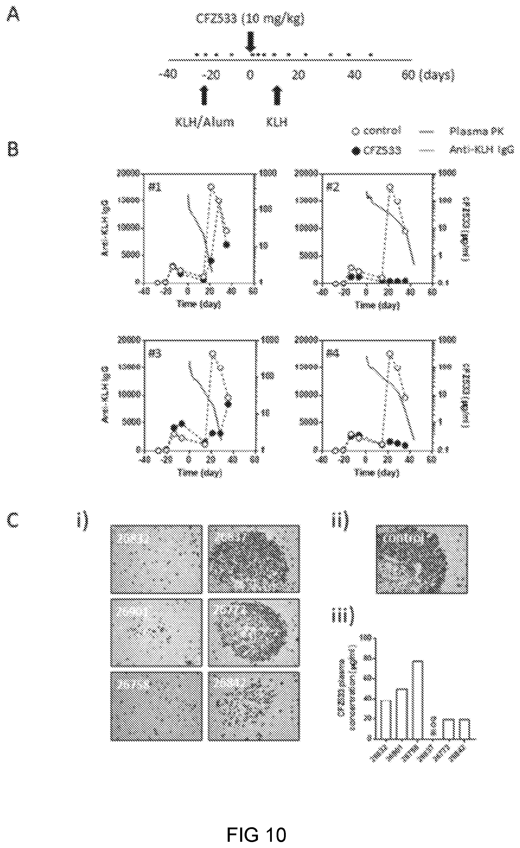 Patent US11780927 Figure 10 – Anti-CD40 antibodies for use in prevention of graft rejection