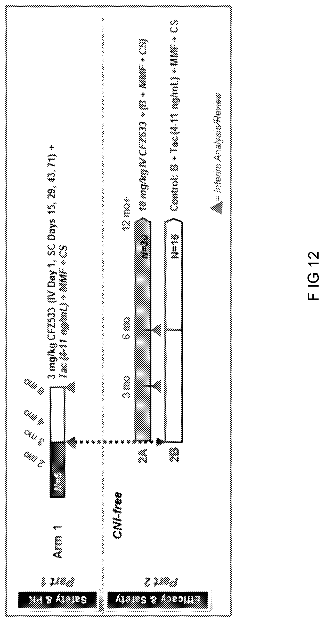 Patent US11780927 Figure 12 – Anti-CD40 antibodies for use in prevention of graft rejection