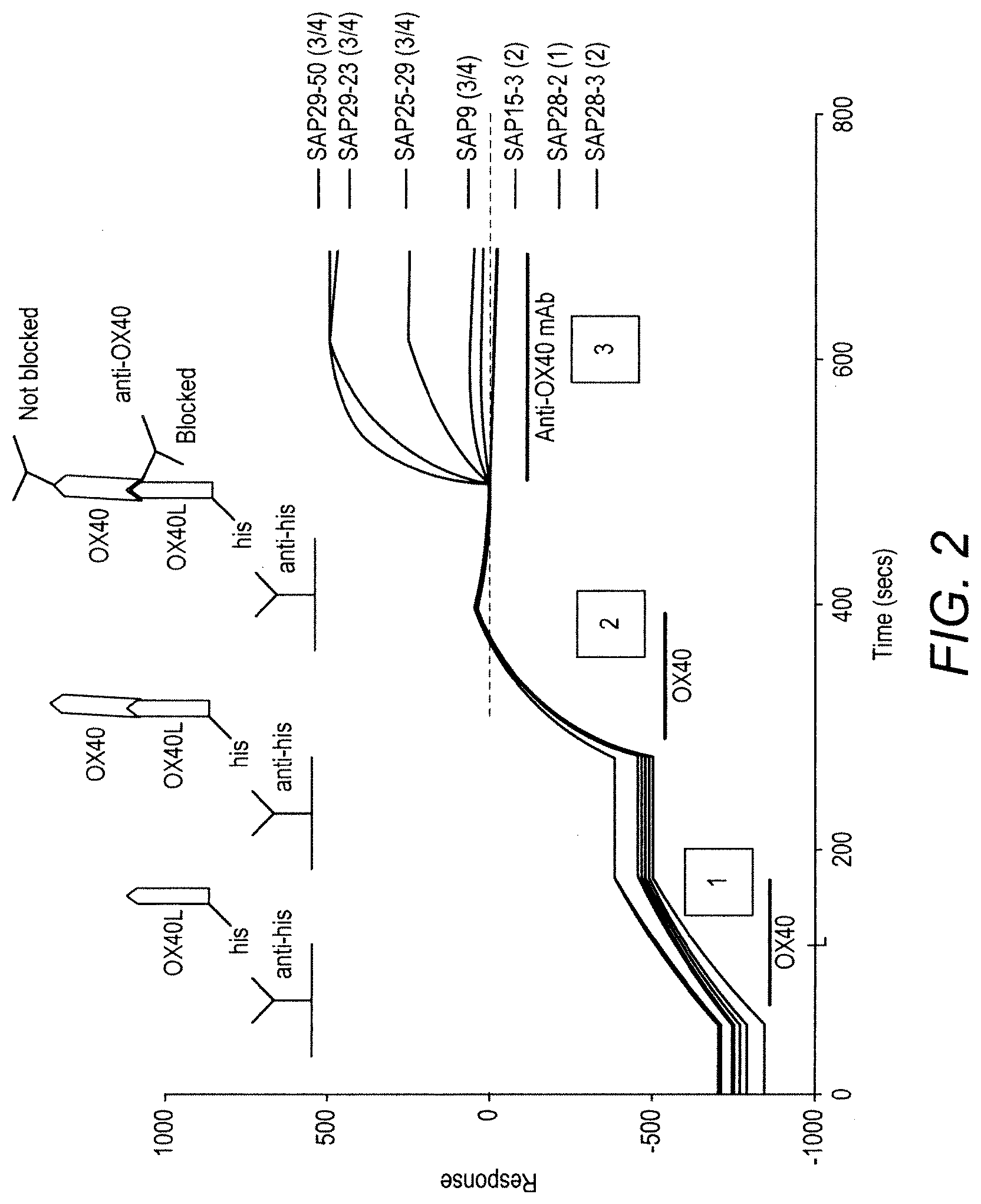 Patent US11780929 Figure 2 – Immunomodulatory antibodies