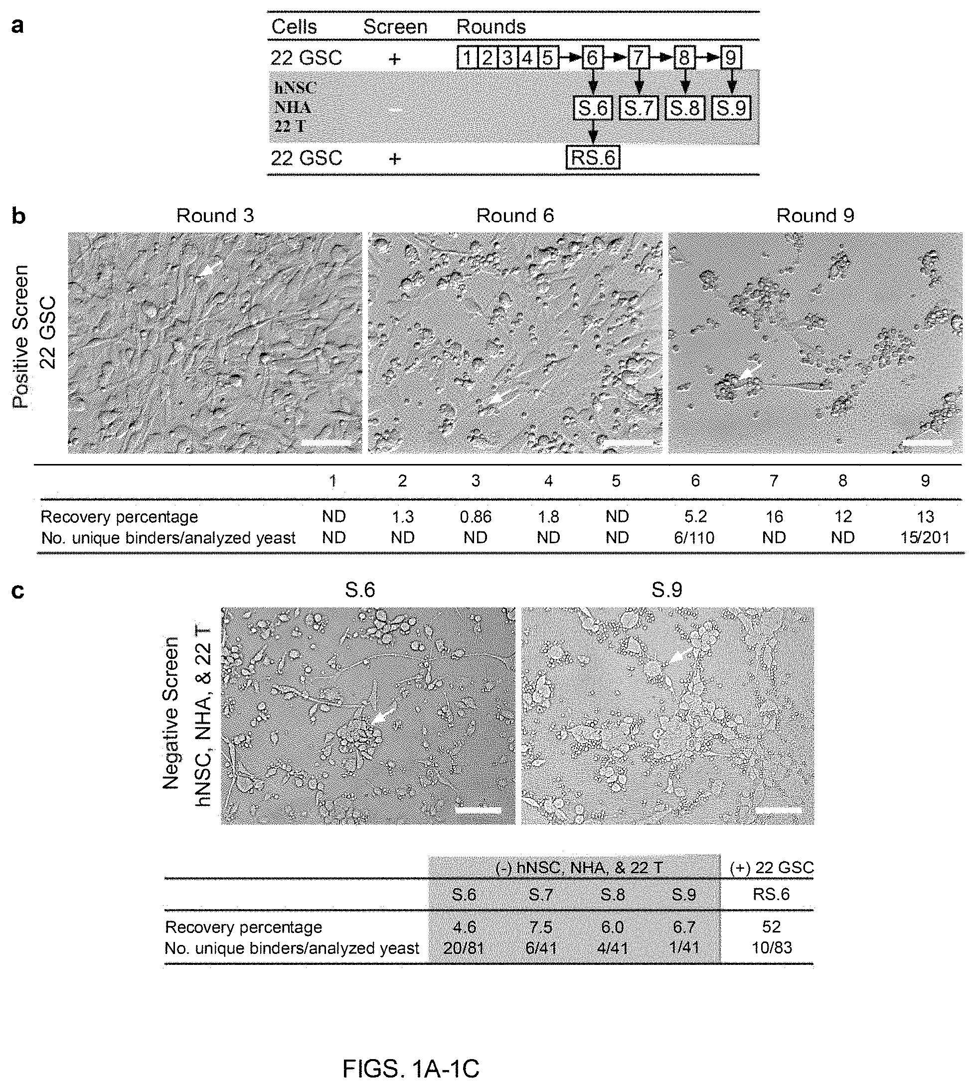 Patent US11780932 Figure 1 – Antibodies targeting glioblastoma stem-like cells and methods of use thereof