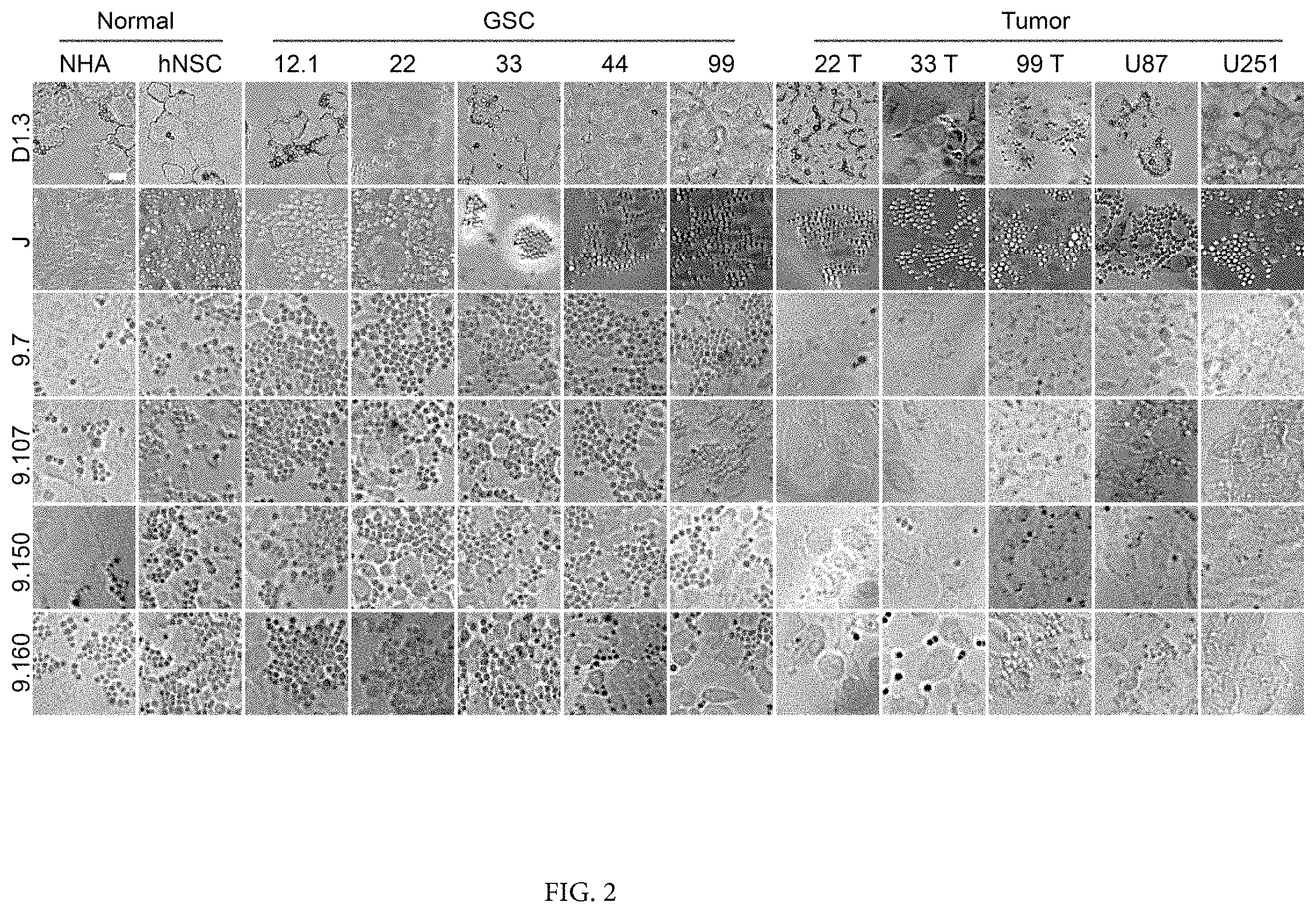Patent US11780932 Figure 2 – Antibodies targeting glioblastoma stem-like cells and methods of use thereof