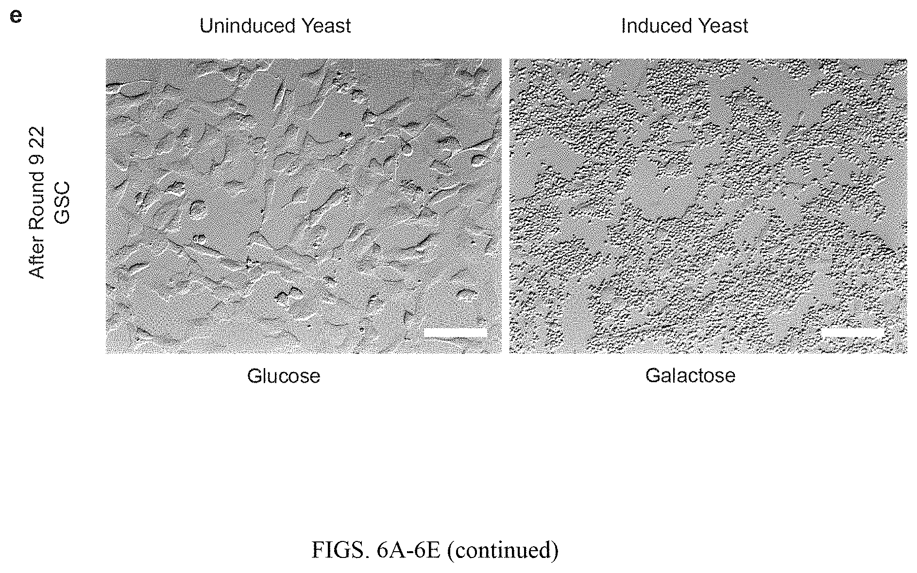 Patent US11780932 Figure 8 – Antibodies targeting glioblastoma stem-like cells and methods of use thereof