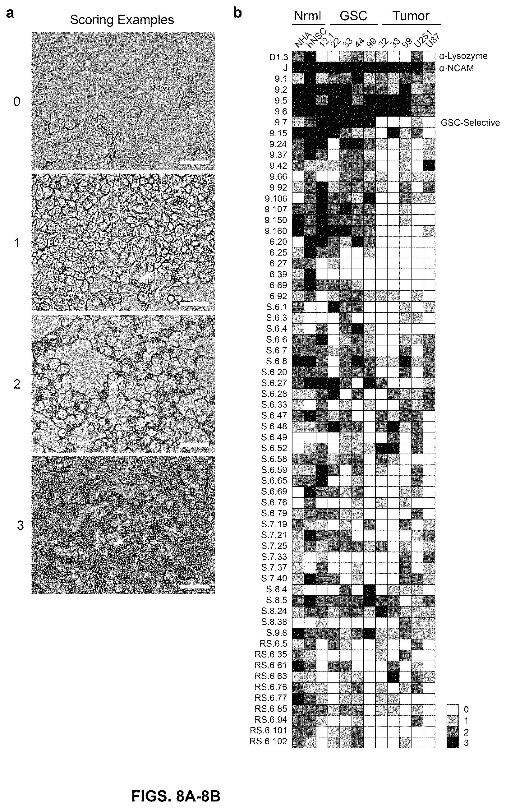 Patent US11780932 Figure 10 – Antibodies targeting glioblastoma stem-like cells and methods of use thereof