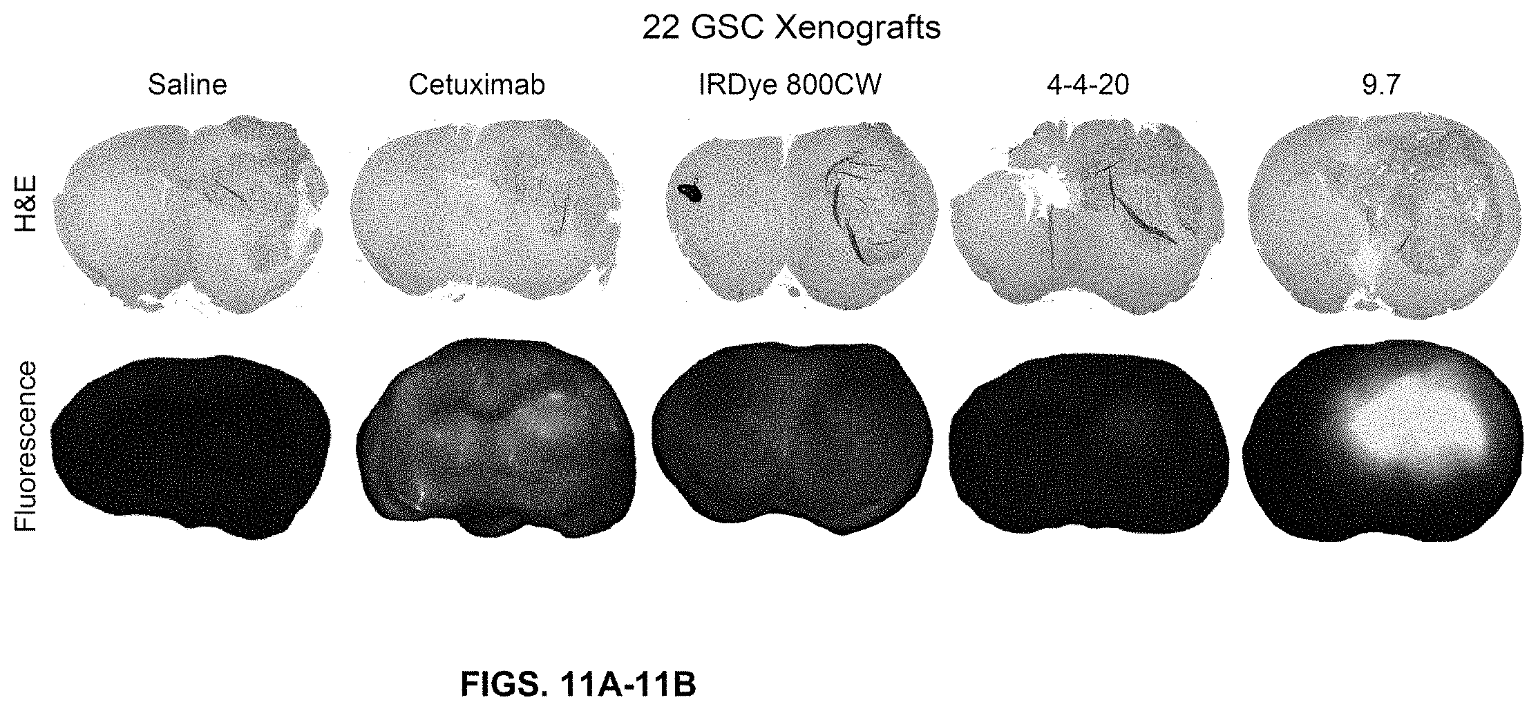 Patent US11780932 Figure 15 – Antibodies targeting glioblastoma stem-like cells and methods of use thereof