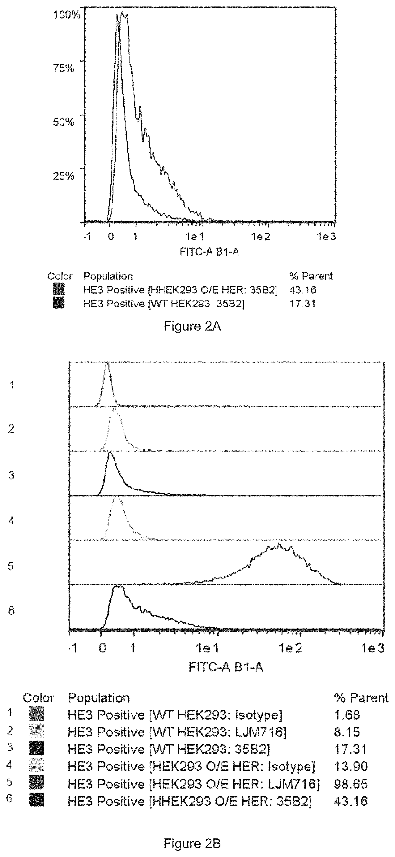 Patent US11780933 Figure 2 – HER3 antigen-binding molecules