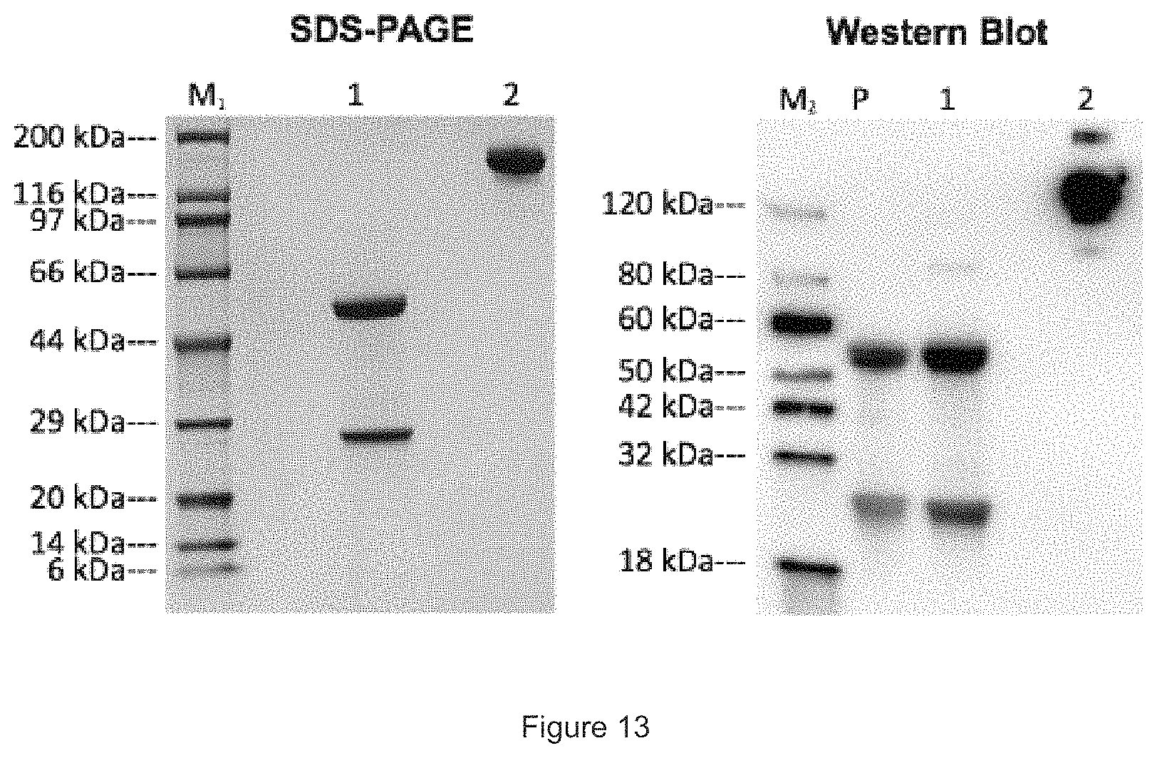 Patent US11780933 Figure 11 – HER3 antigen-binding molecules