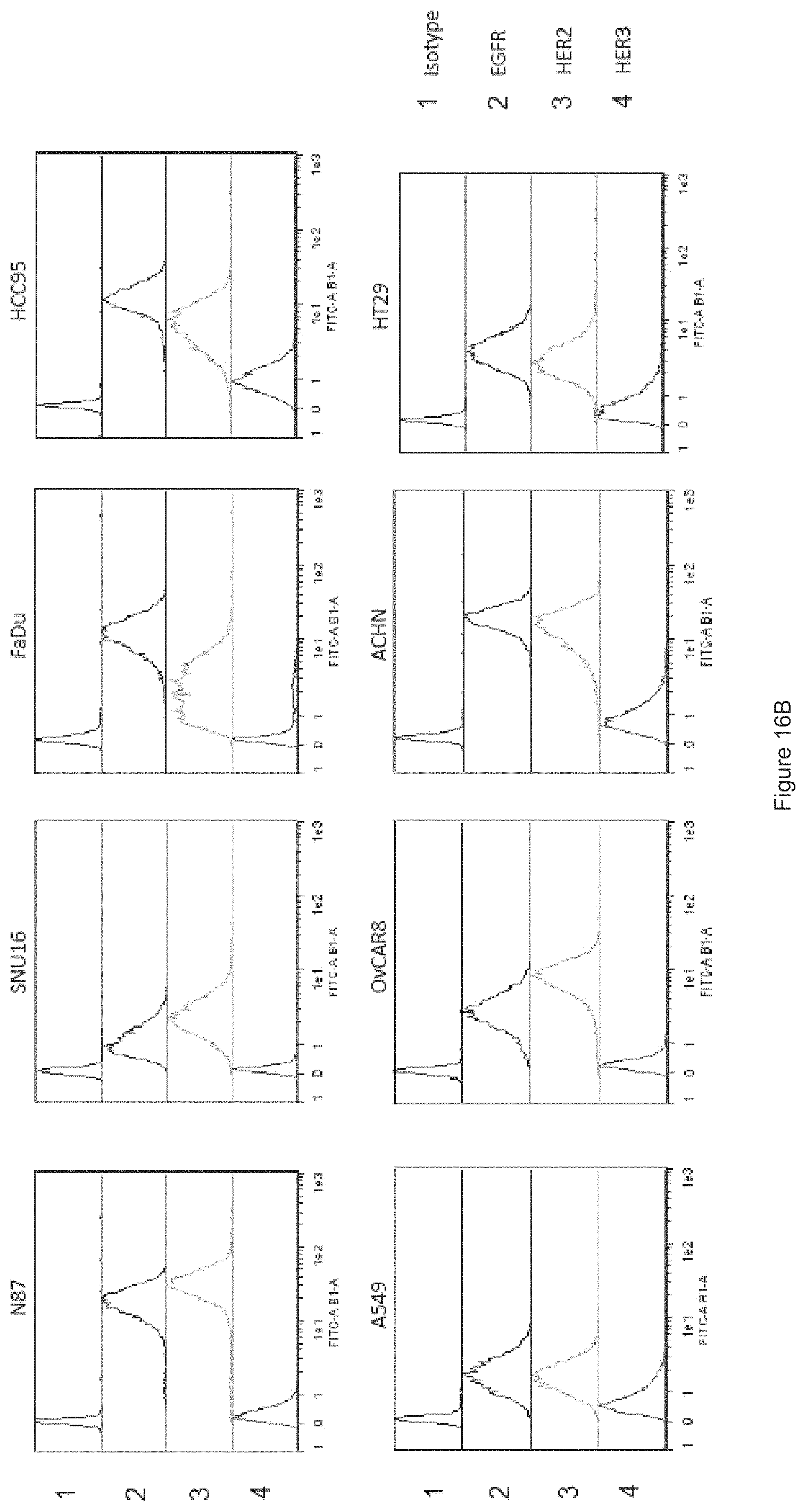 Patent US11780933 Figure 15 – HER3 antigen-binding molecules