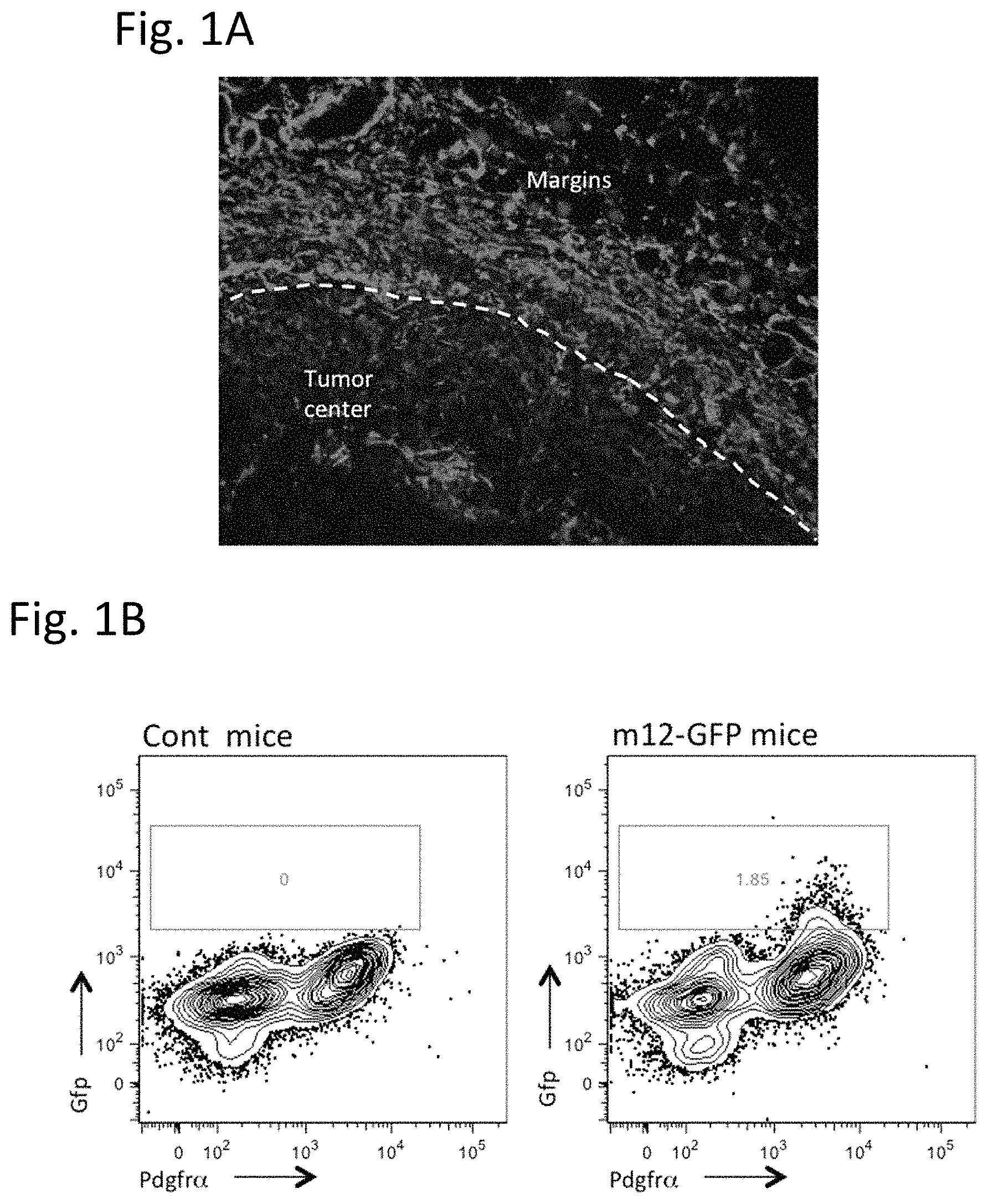 Patent US11780934 Figure 1 – Use of inhibitors of ADAM12 as adjuvants in tumor therapies