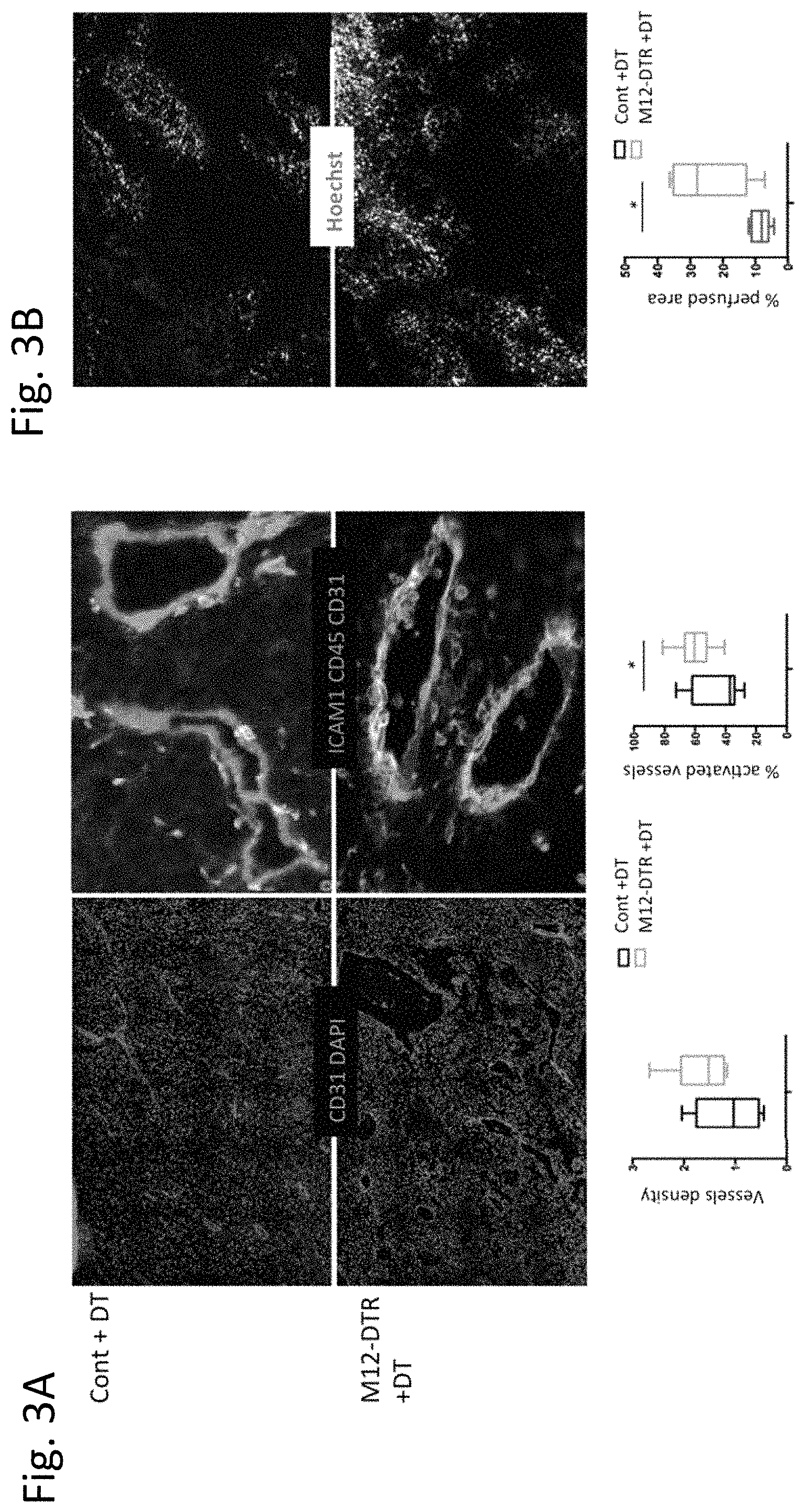 Patent US11780934 Figure 3 – Use of inhibitors of ADAM12 as adjuvants in tumor therapies