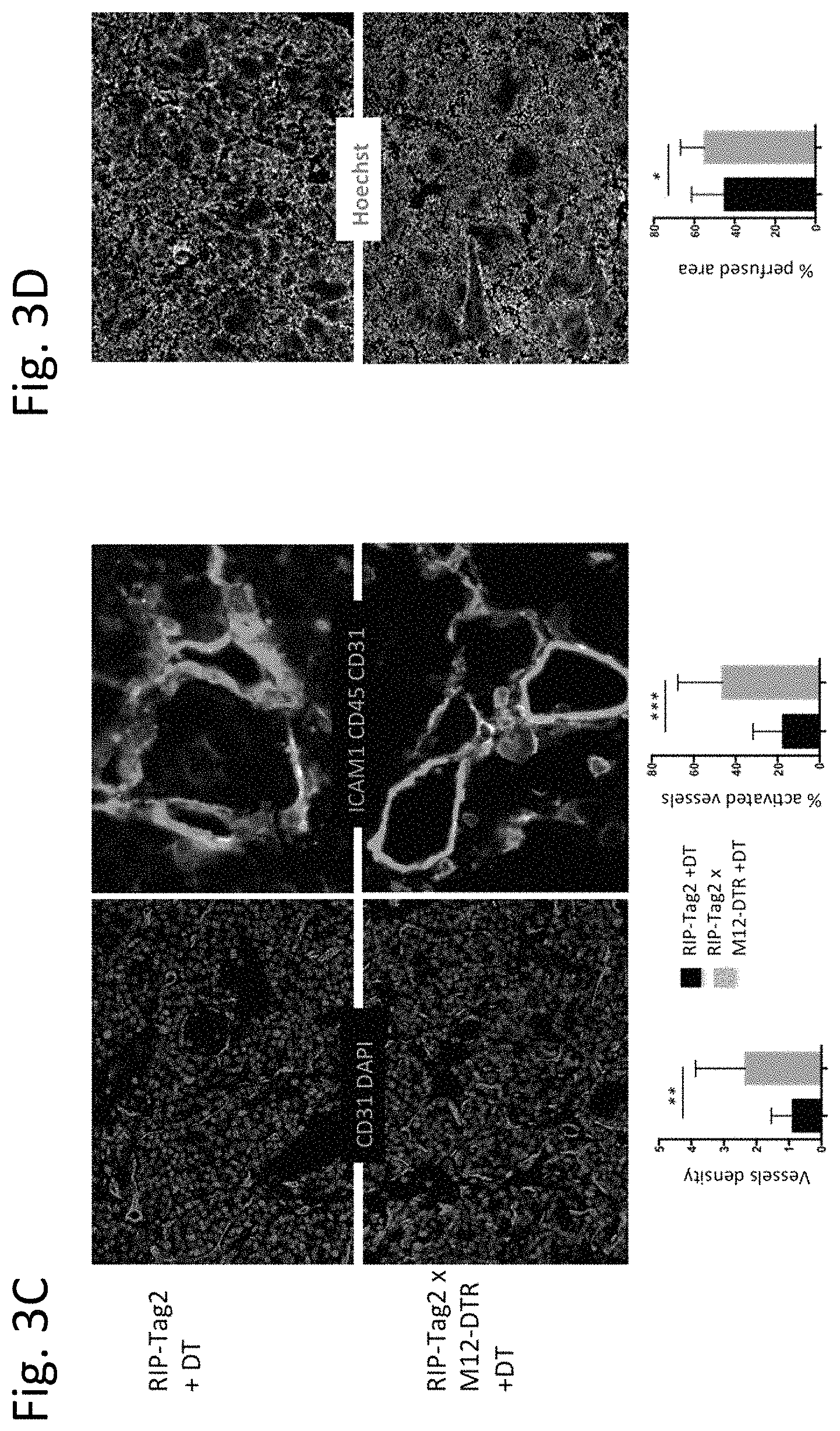 Patent US11780934 Figure 4 – Use of inhibitors of ADAM12 as adjuvants in tumor therapies