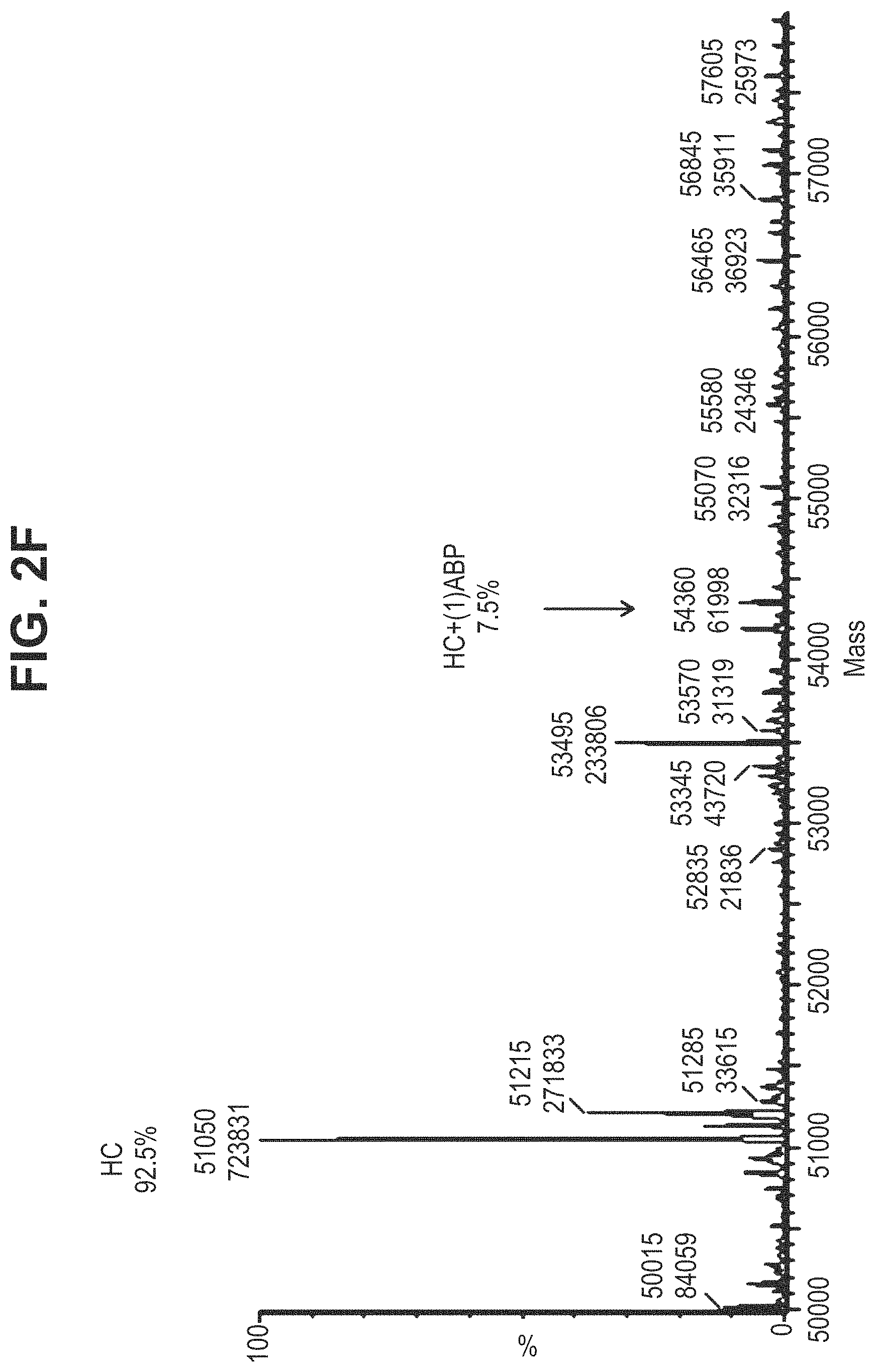 Patent US11780935 Figure 10 – Mutant antibodies and conjugation thereof