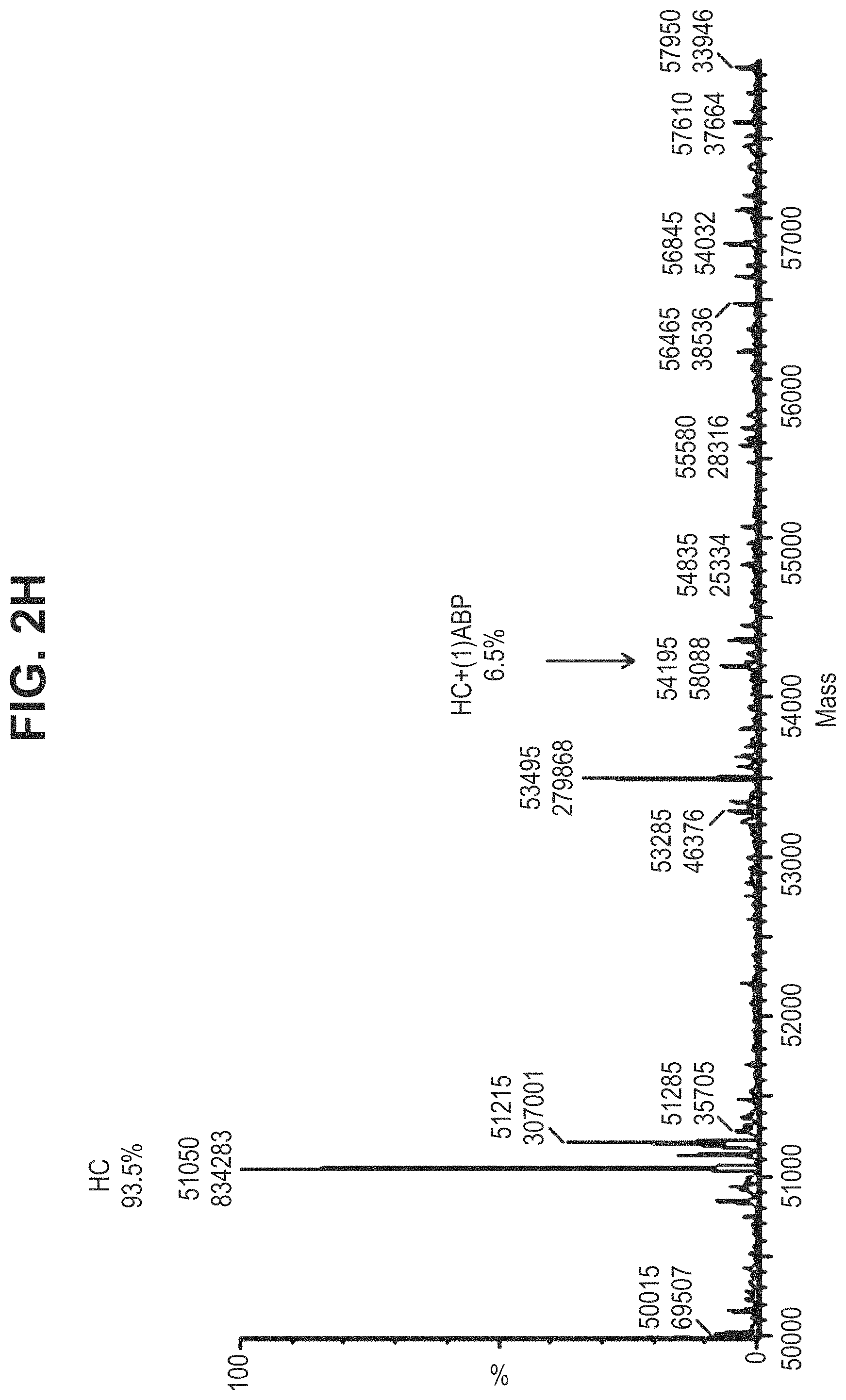 Patent US11780935 Figure 12 – Mutant antibodies and conjugation thereof