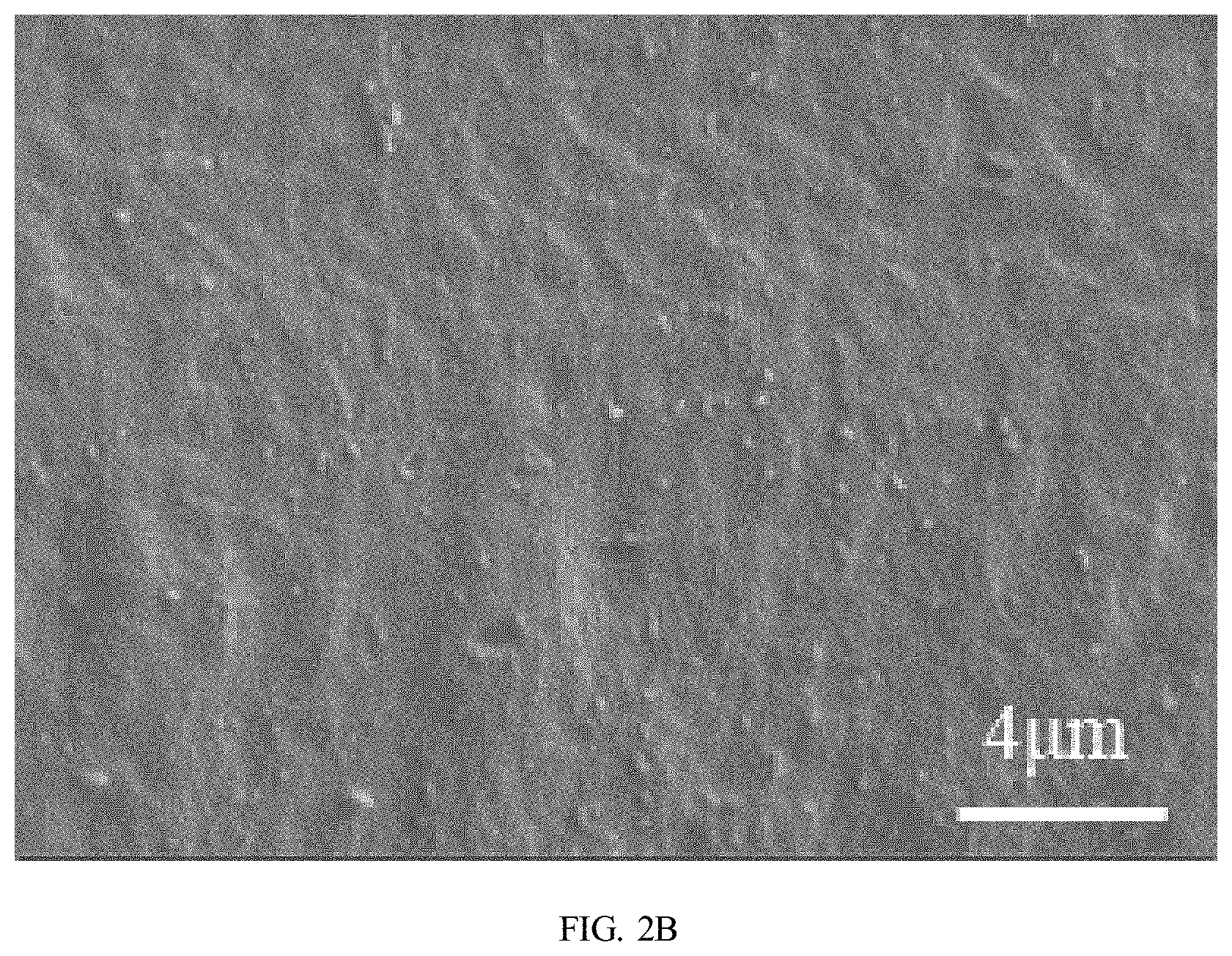 Patent US11780959 Figure 3 – Preparation method of polybutylene adipate terephthalate-polylactic acid blend films modified by epoxidized cardanol-based chain extender