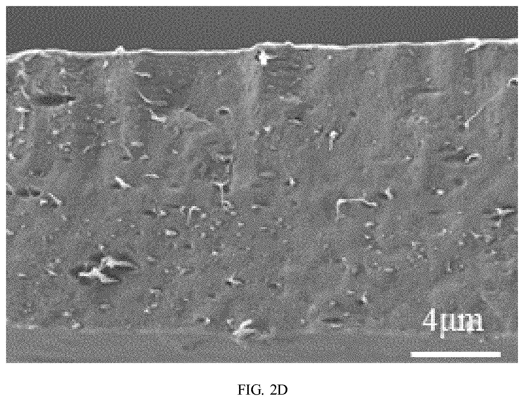 Patent US11780959 Figure 5 – Preparation method of polybutylene adipate terephthalate-polylactic acid blend films modified by epoxidized cardanol-based chain extender