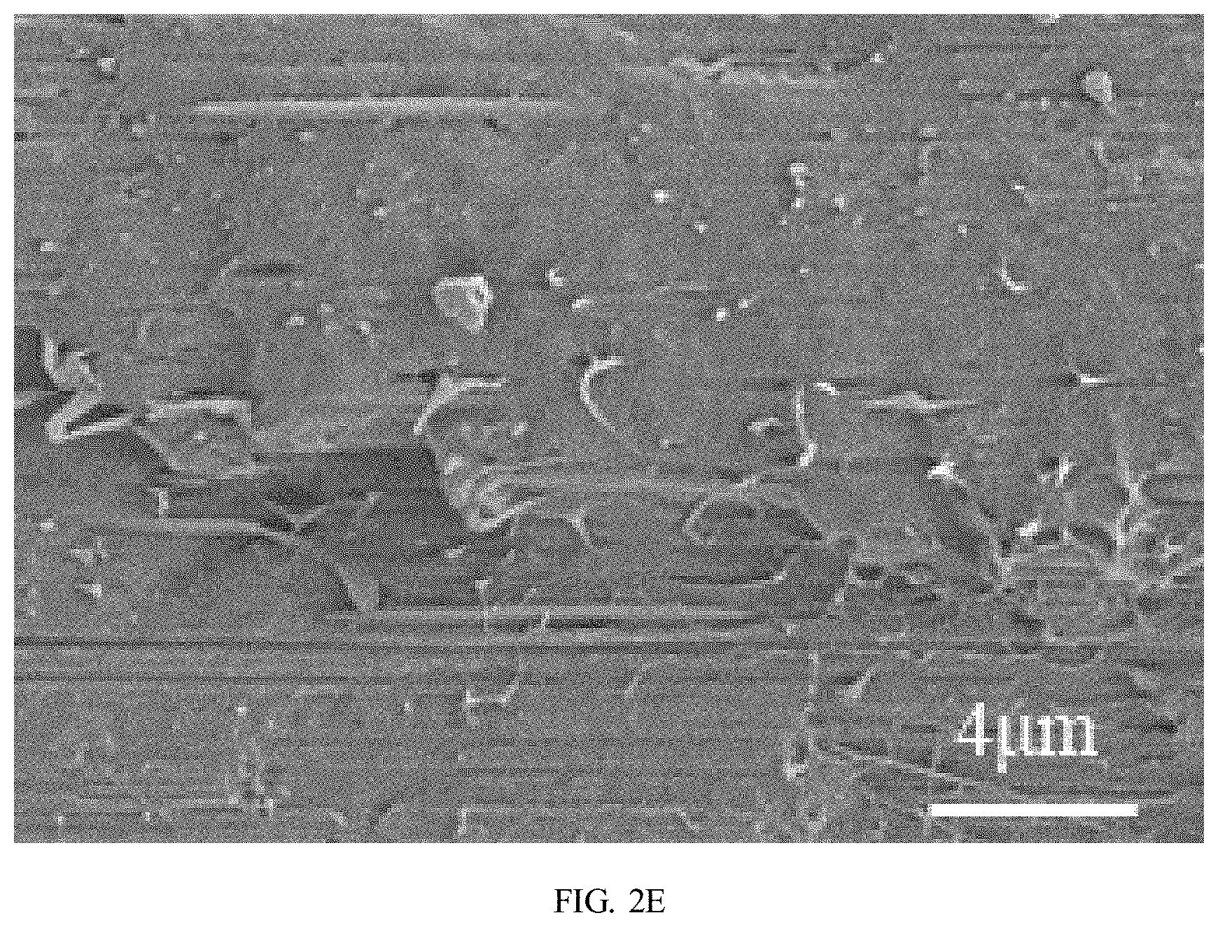 Patent US11780959 Figure 6 – Preparation method of polybutylene adipate terephthalate-polylactic acid blend films modified by epoxidized cardanol-based chain extender