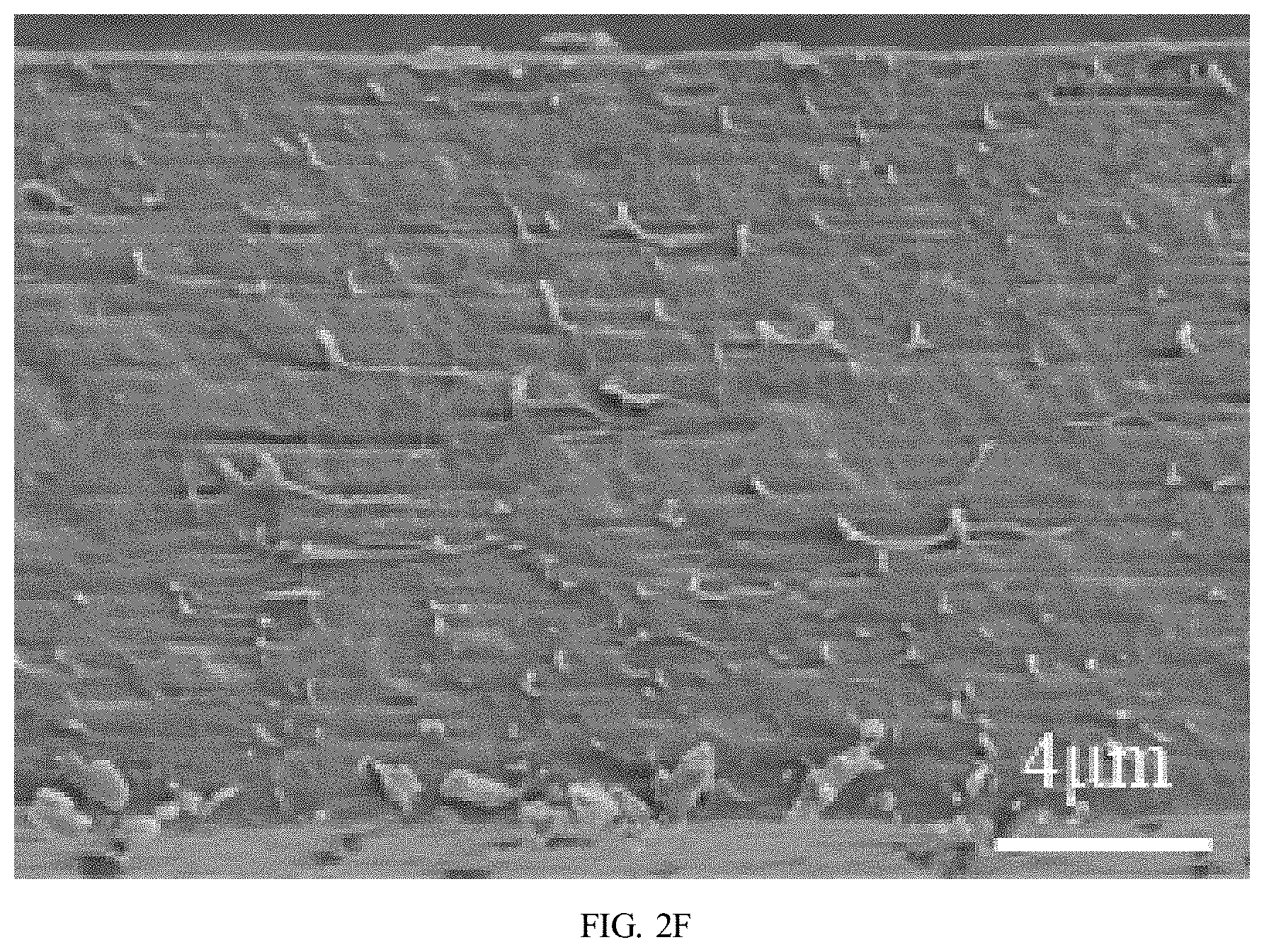 Patent US11780959 Figure 7 – Preparation method of polybutylene adipate terephthalate-polylactic acid blend films modified by epoxidized cardanol-based chain extender