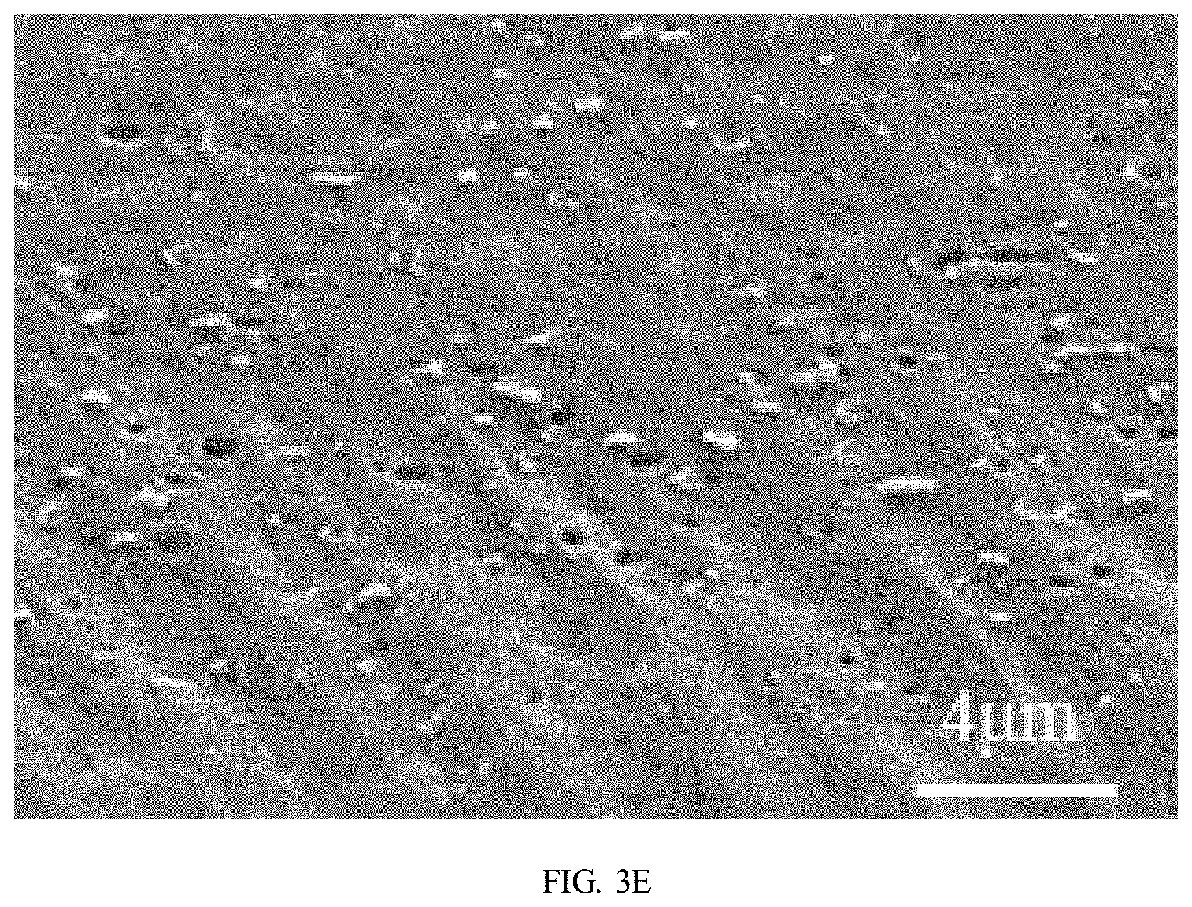 Patent US11780959 Figure 12 – Preparation method of polybutylene adipate terephthalate-polylactic acid blend films modified by epoxidized cardanol-based chain extender