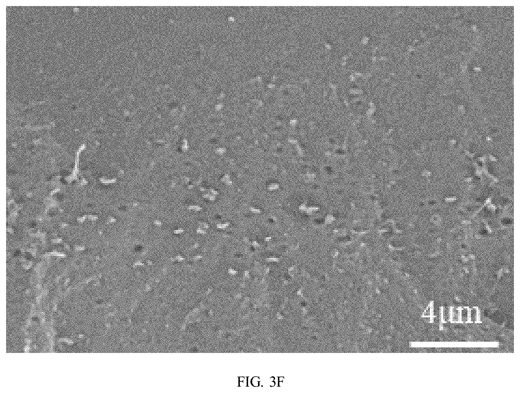 Patent US11780959 Figure 13 – Preparation method of polybutylene adipate terephthalate-polylactic acid blend films modified by epoxidized cardanol-based chain extender