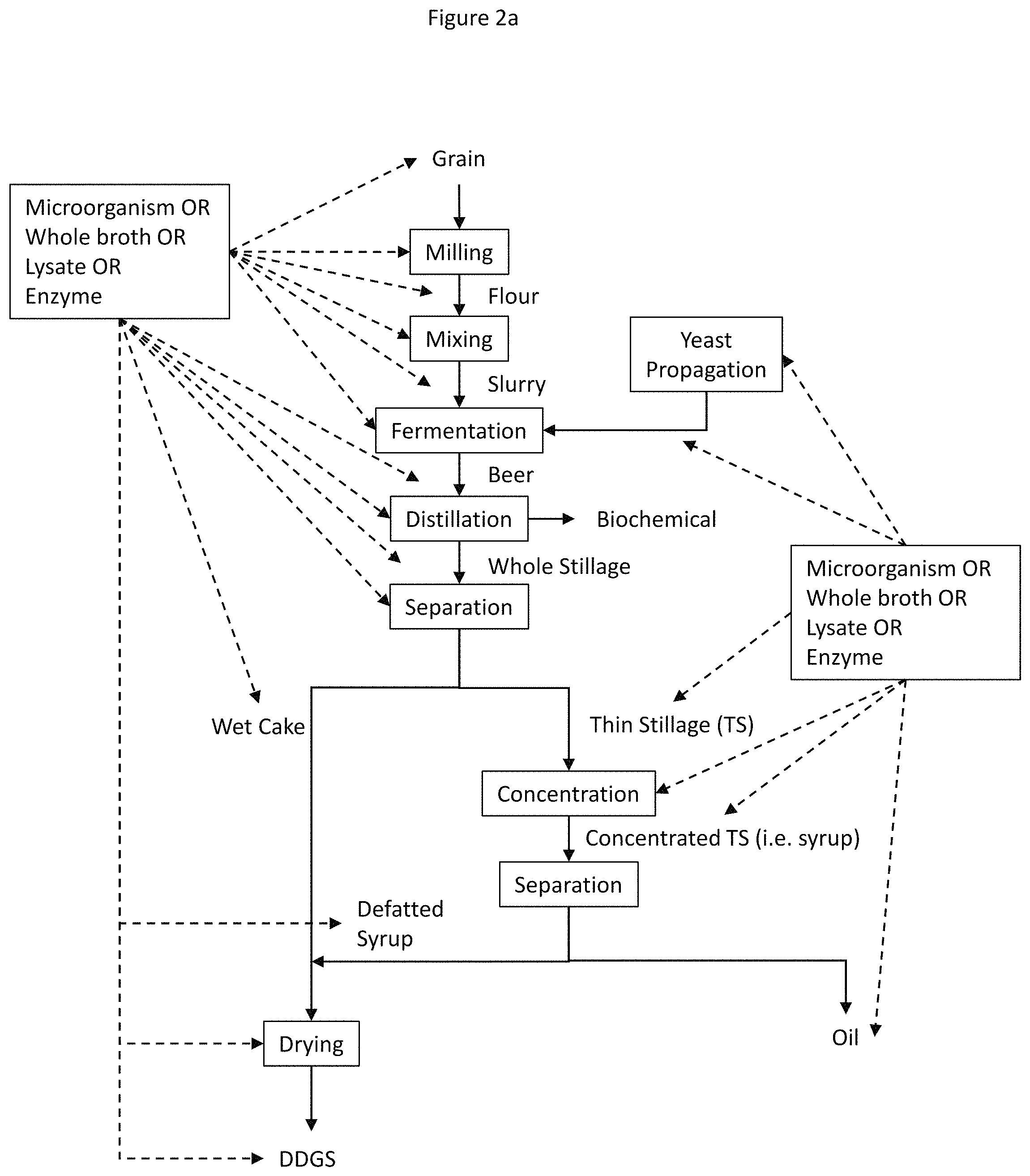 Patent US11781096 Figure 2 – Enzymatic degradation of mycotoxins during grain processing