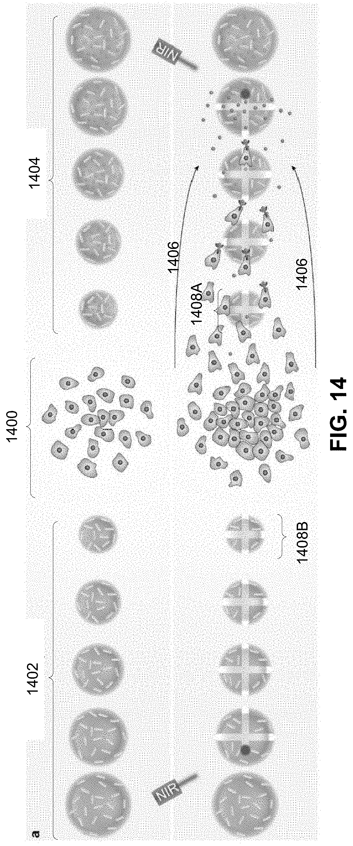 Patent US11781101 Figure 13 – 3D-printed models of biological microenvironments