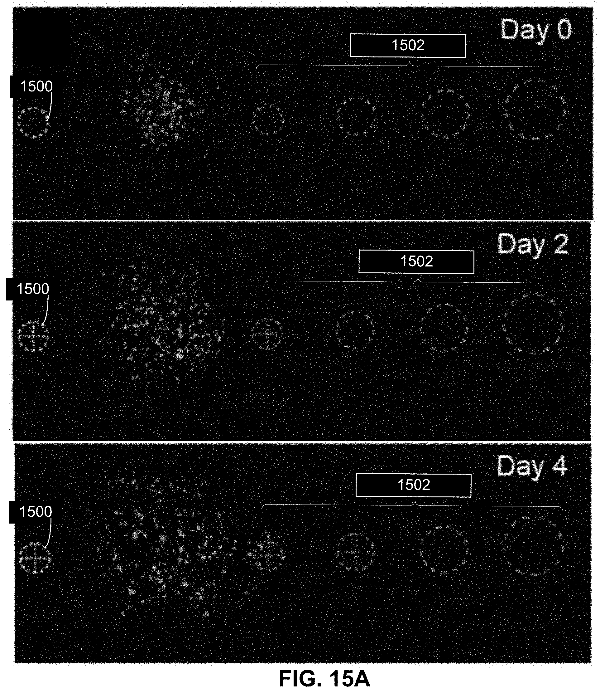Patent US11781101 Figure 14 – 3D-printed models of biological microenvironments