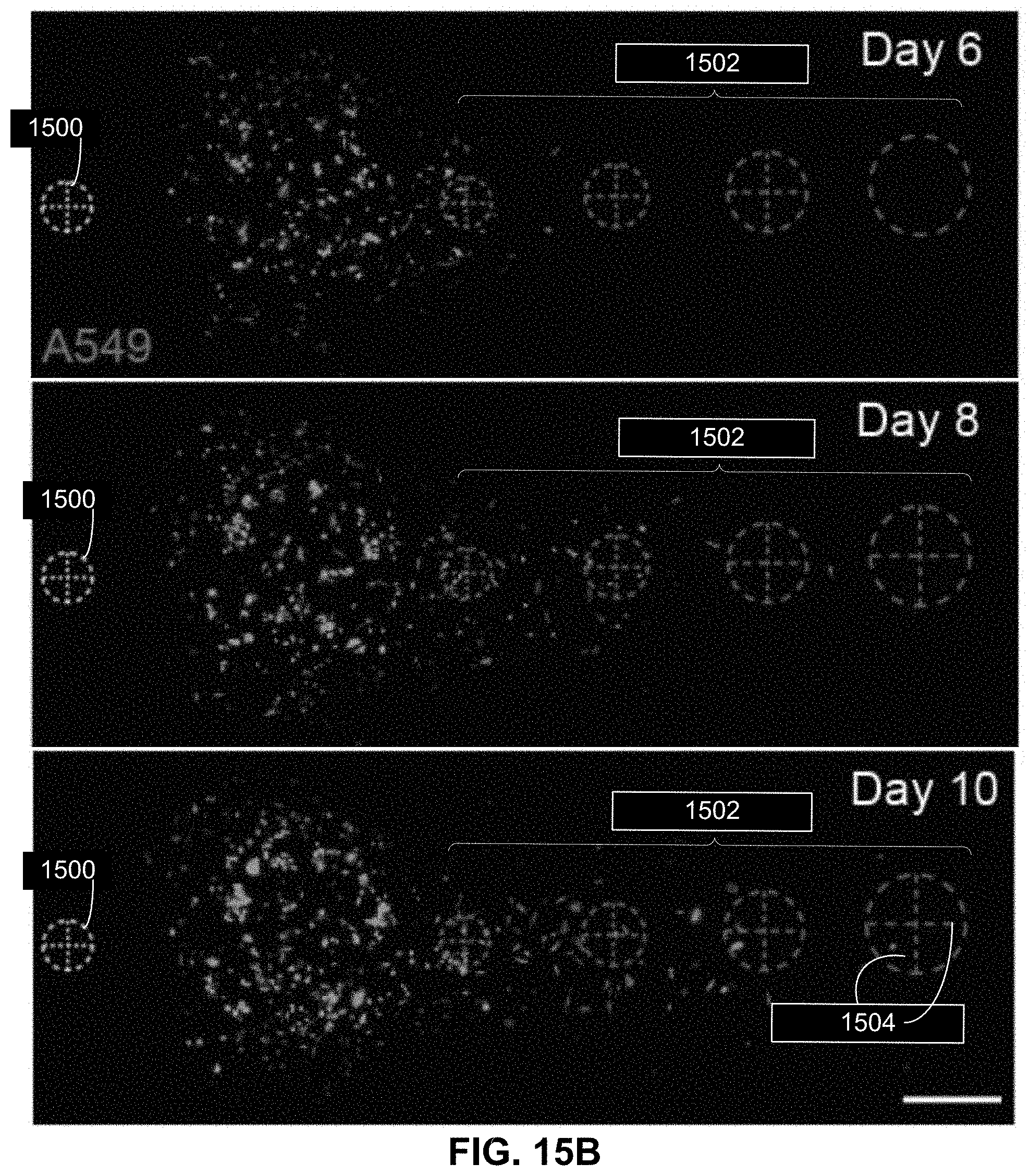 Patent US11781101 Figure 15 – 3D-printed models of biological microenvironments