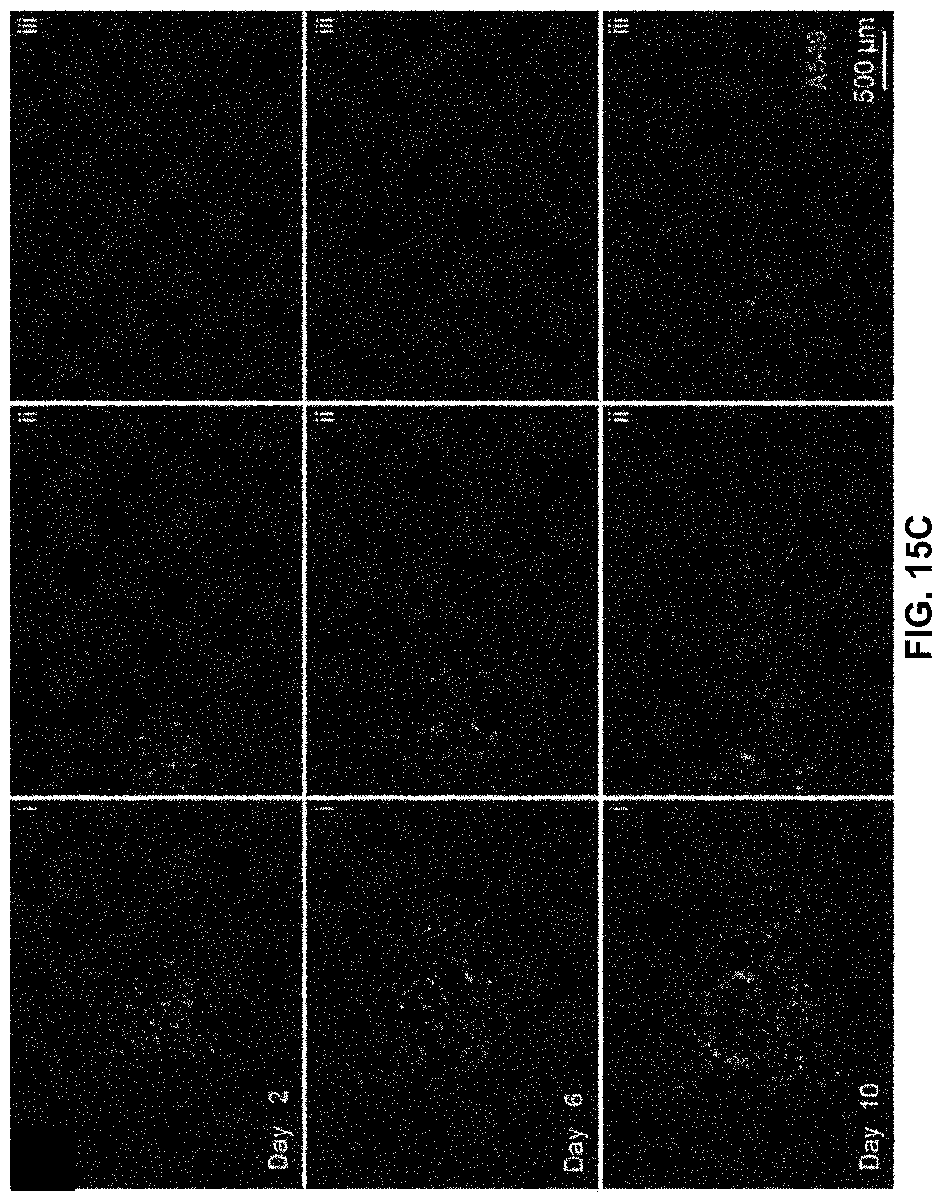 Patent US11781101 Figure 16 – 3D-printed models of biological microenvironments