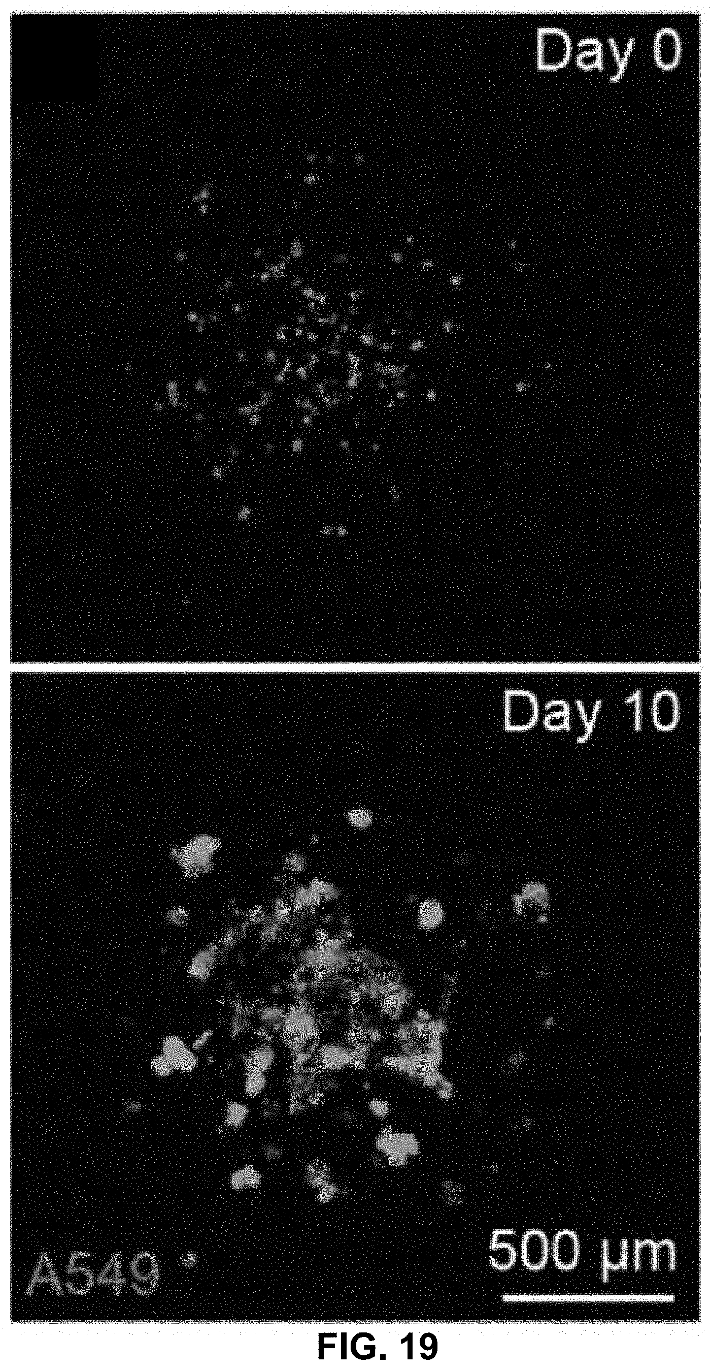 Patent US11781101 Figure 19 – 3D-printed models of biological microenvironments