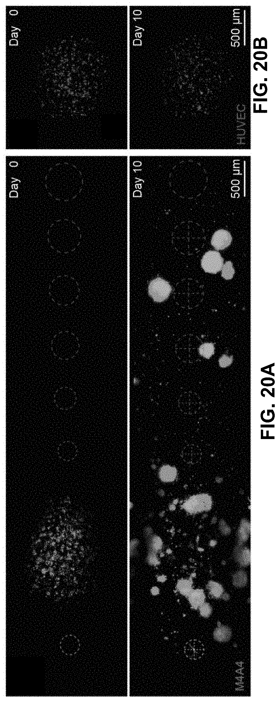 Patent US11781101 Figure 20 – 3D-printed models of biological microenvironments