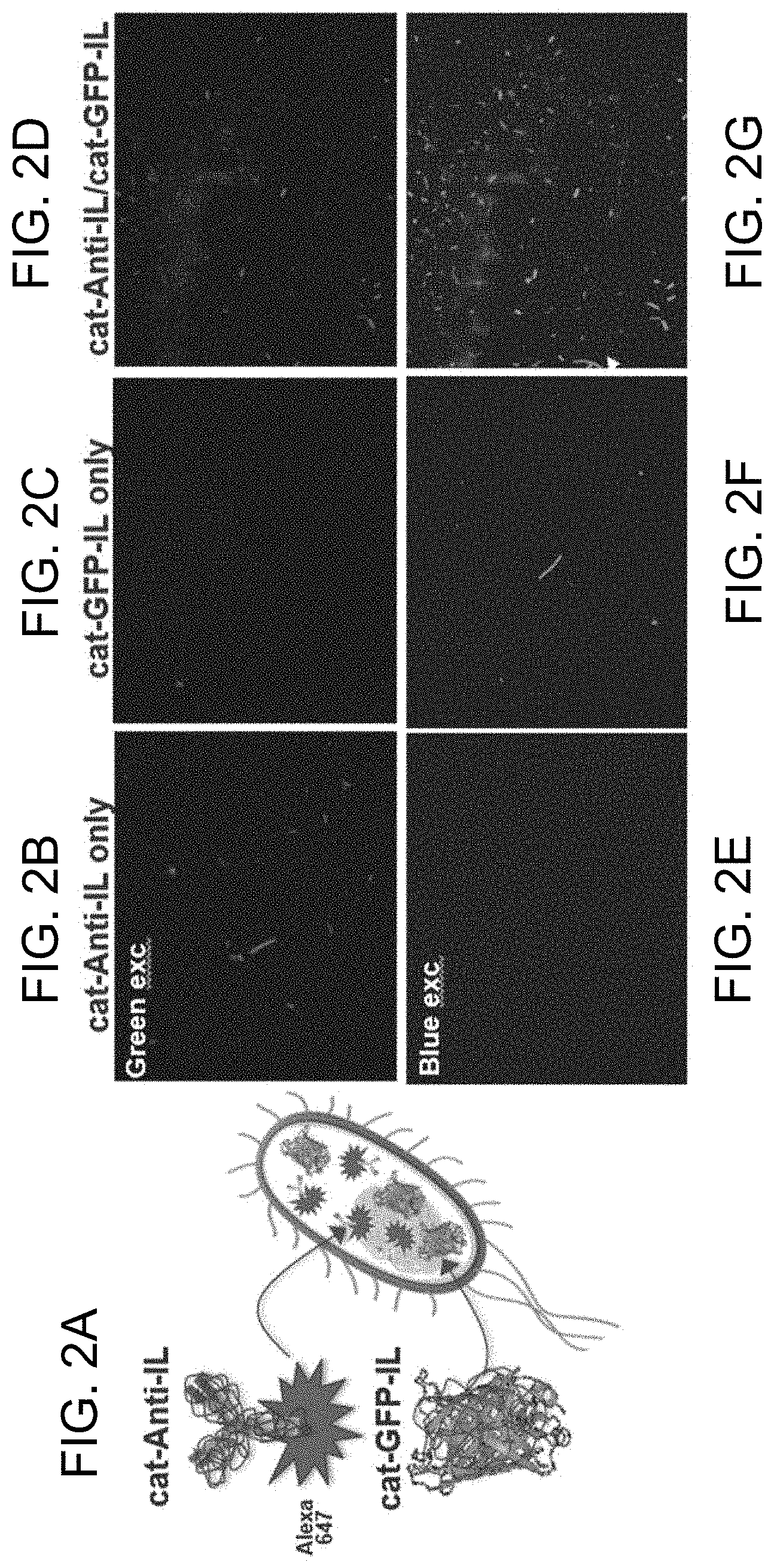 Patent US11781106 Figure 2 – Intracellular non-genetic modification of microorganisms using protein ionic liquids