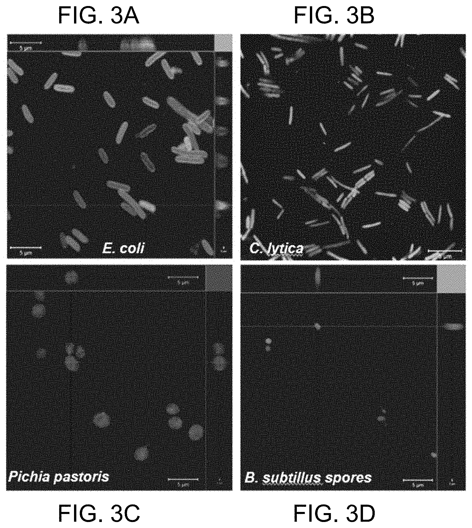 Patent US11781106 Figure 3 – Intracellular non-genetic modification of microorganisms using protein ionic liquids