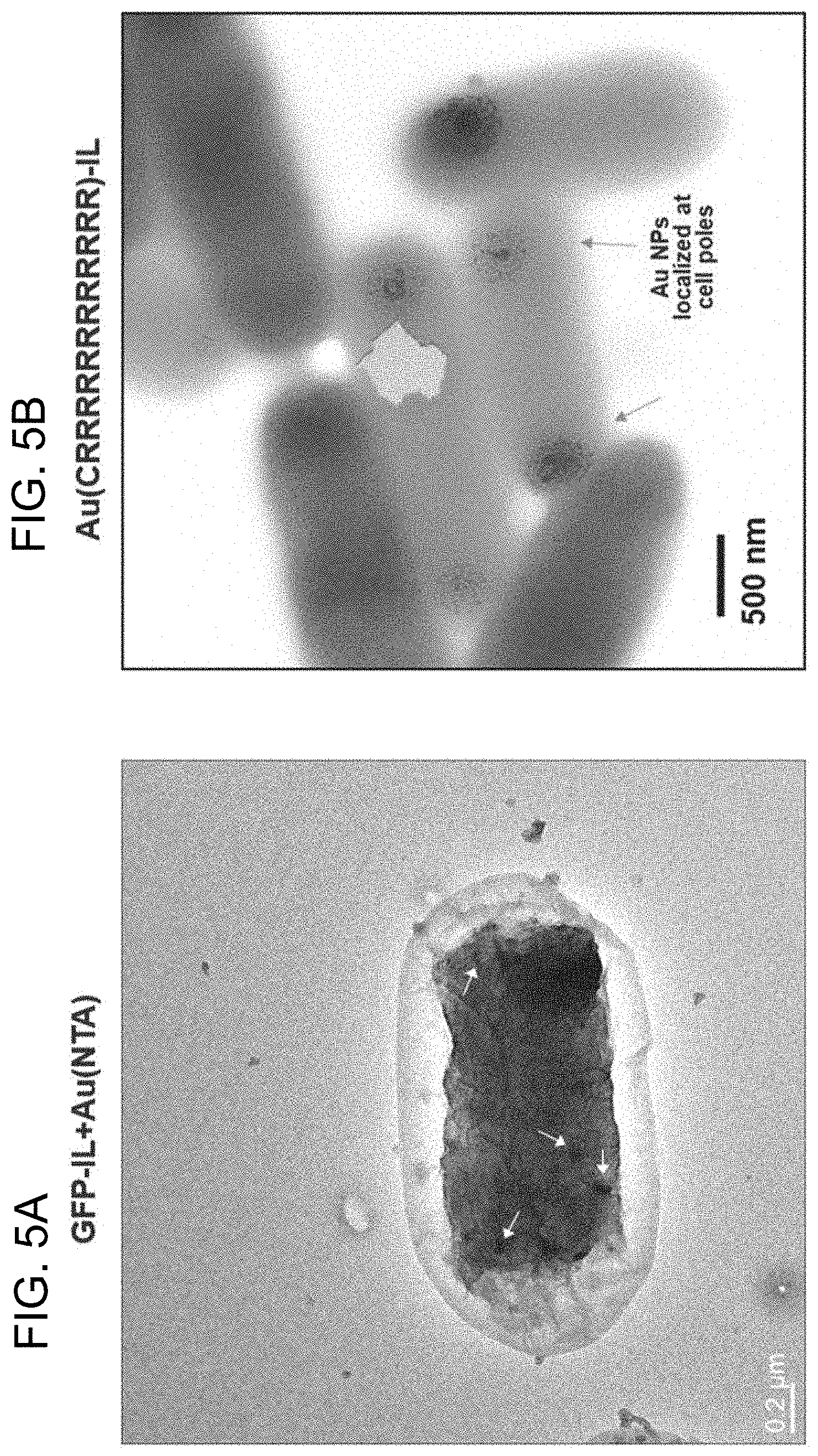 Patent US11781106 Figure 5 – Intracellular non-genetic modification of microorganisms using protein ionic liquids