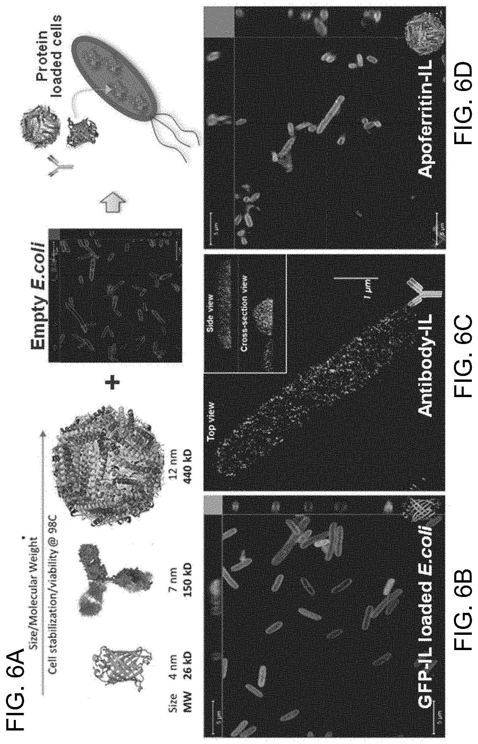 Patent US11781106 Figure 6 – Intracellular non-genetic modification of microorganisms using protein ionic liquids