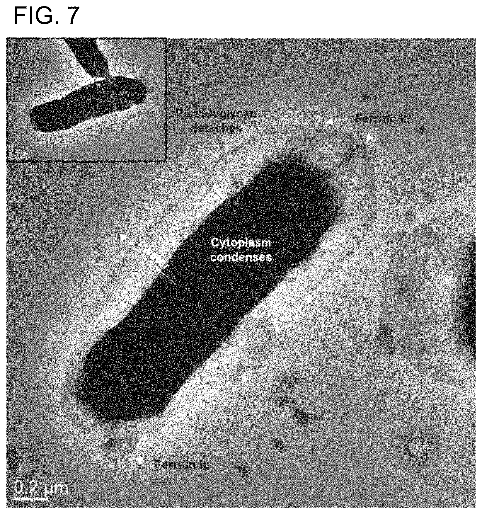 Patent US11781106 Figure 7 – Intracellular non-genetic modification of microorganisms using protein ionic liquids