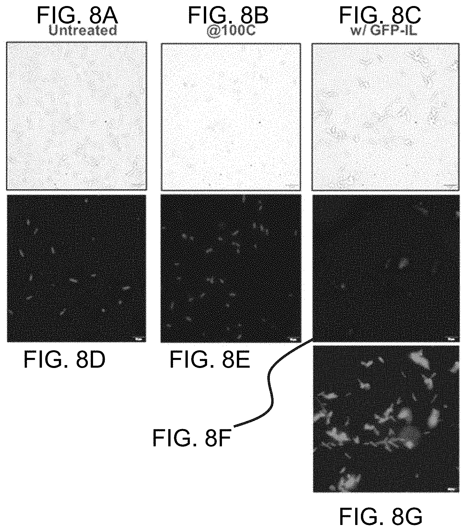 Patent US11781106 Figure 8 – Intracellular non-genetic modification of microorganisms using protein ionic liquids