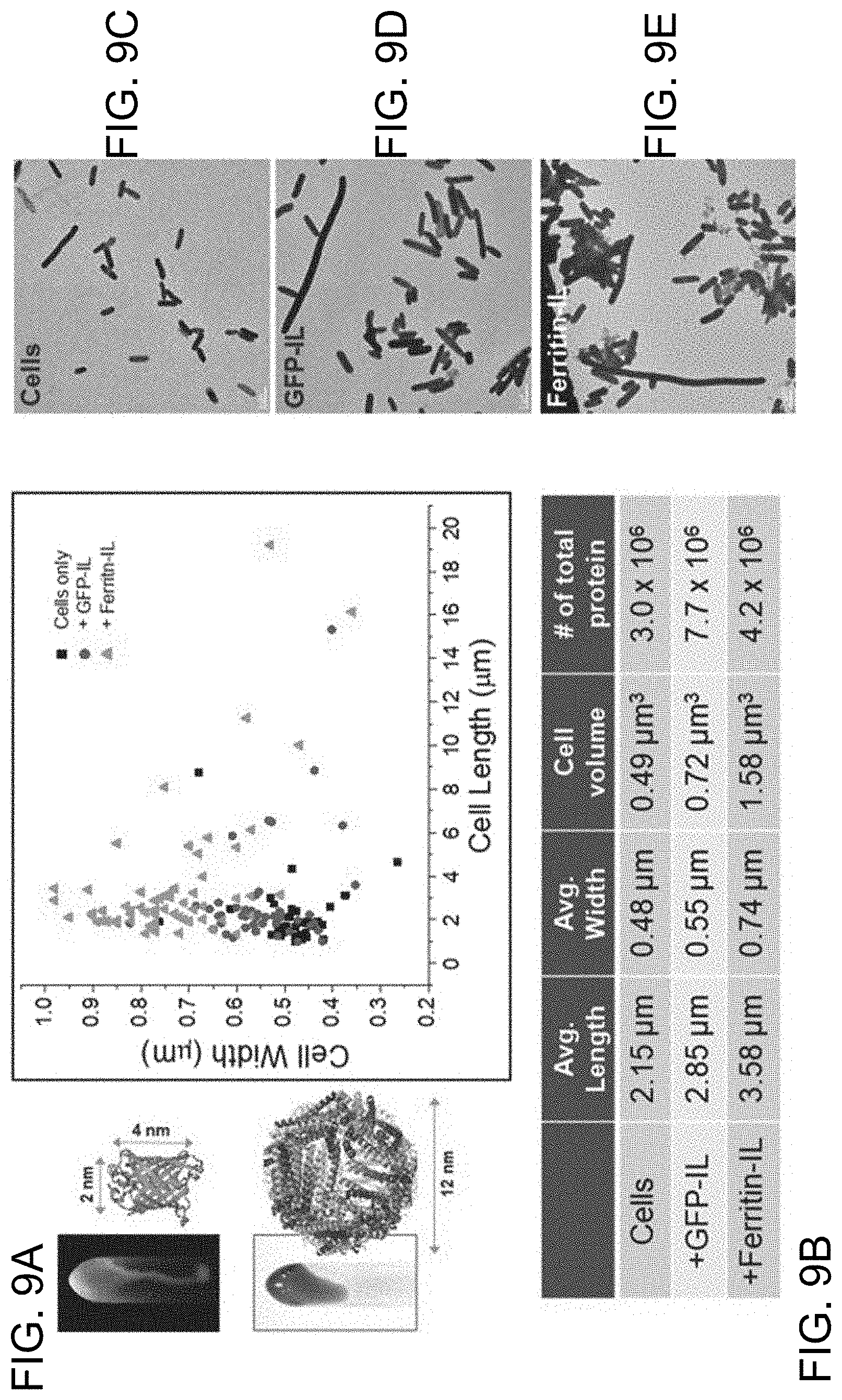 Patent US11781106 Figure 9 – Intracellular non-genetic modification of microorganisms using protein ionic liquids