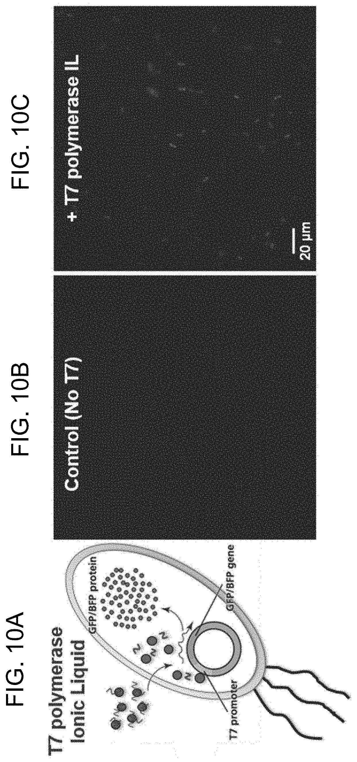 Patent US11781106 Figure 10 – Intracellular non-genetic modification of microorganisms using protein ionic liquids