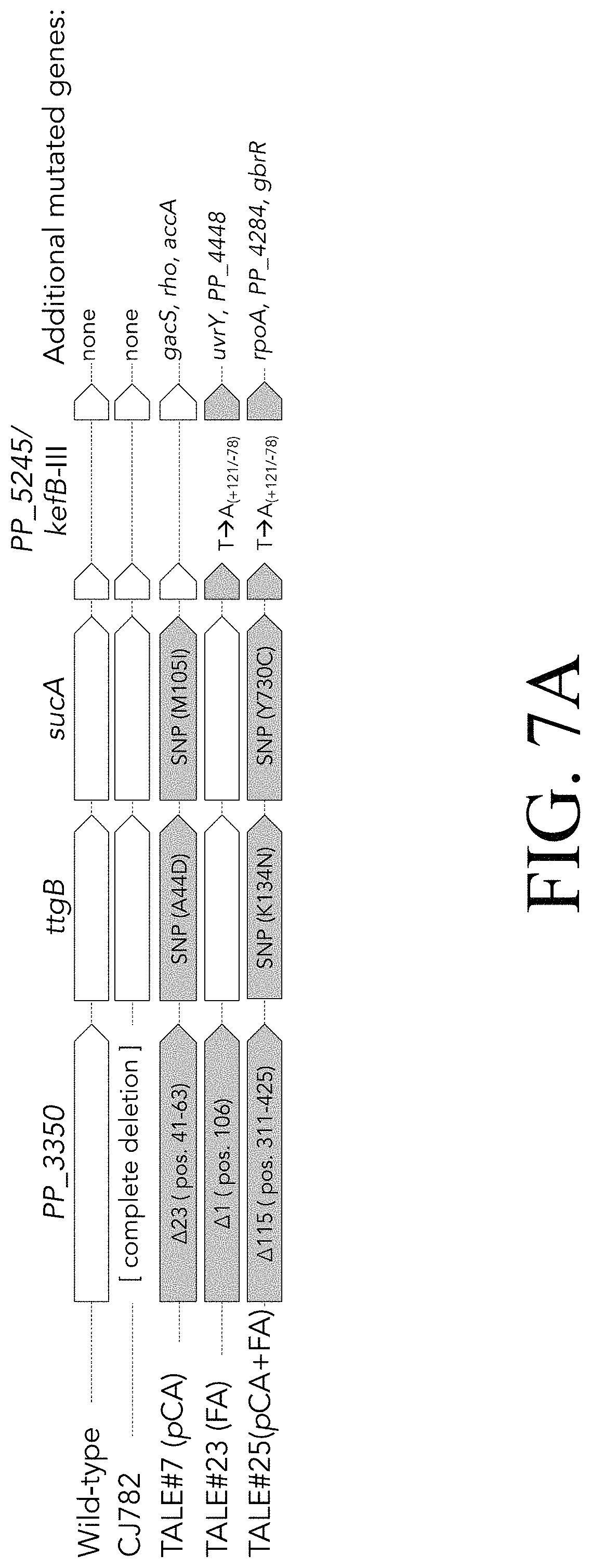 Patent US11781107 Figure 20 – Microorganisms engineered for muconate production