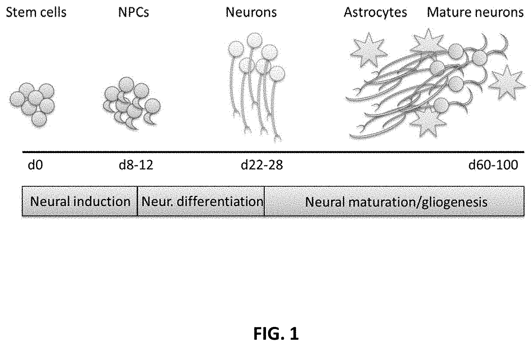 Patent US11781109 — Methods of producing bioengineered neuronal organoids (BENOs) and uses thereof — Figure 1