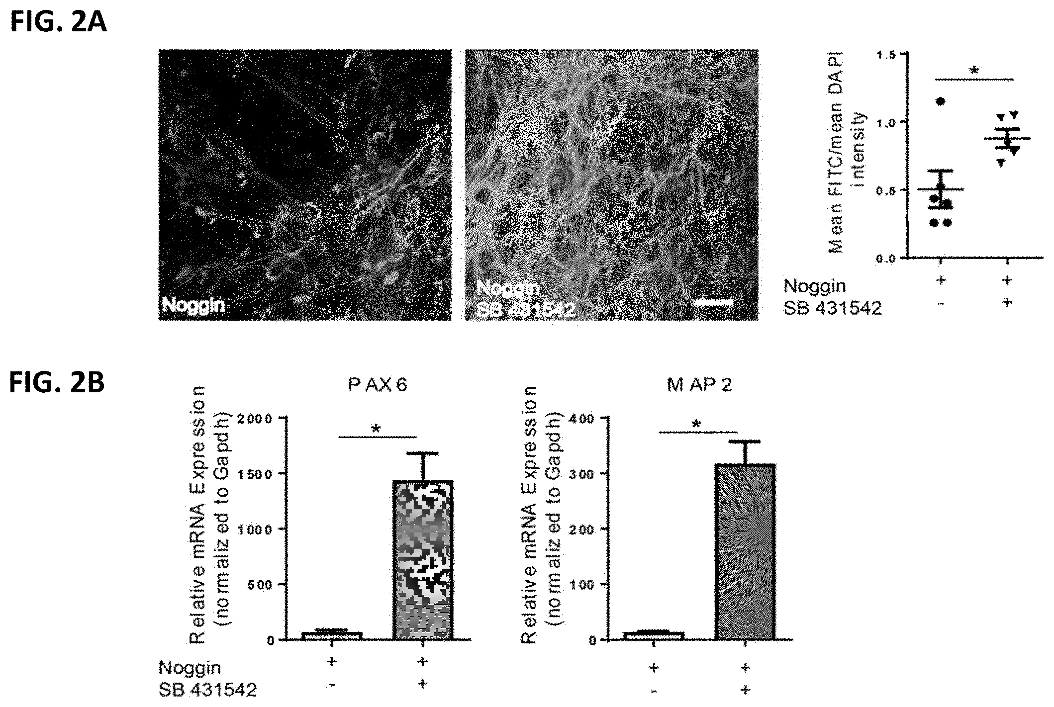 Patent US11781109 Figure 2 – Methods of producing bioengineered neuronal organoids (BENOs) and uses thereof