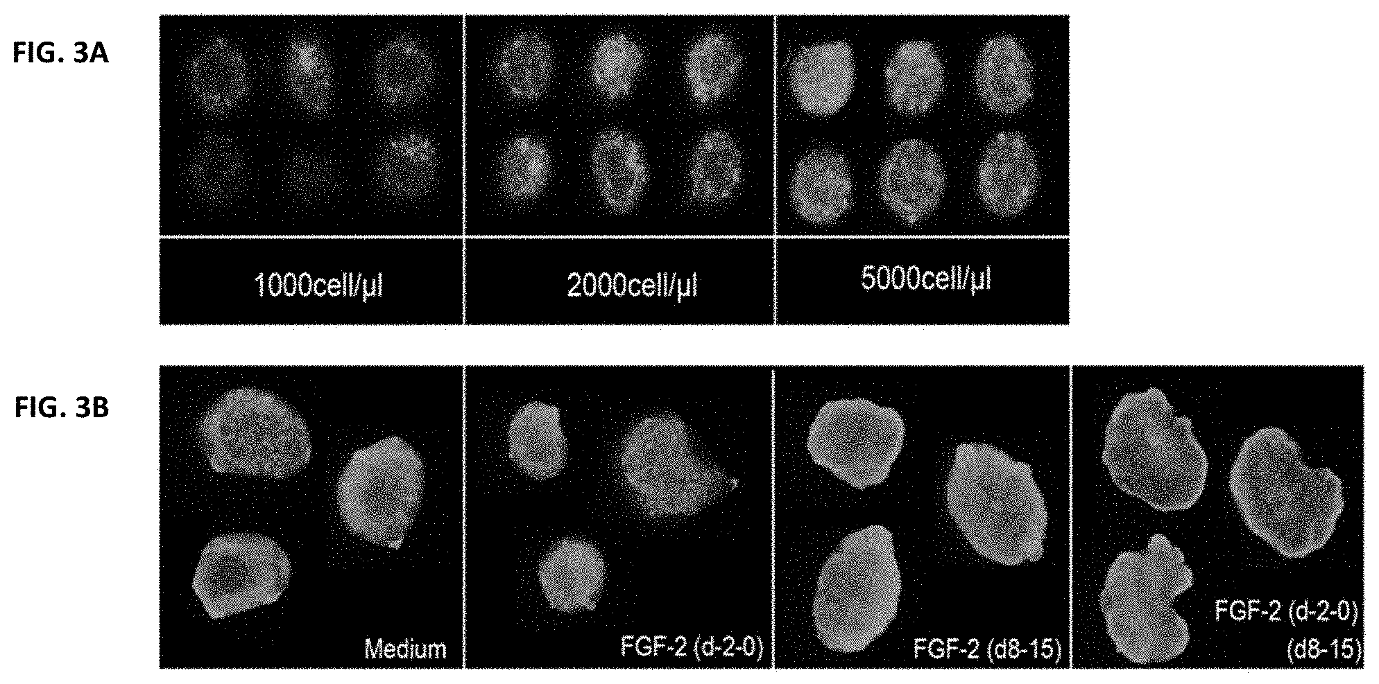 Patent US11781109 Figure 3 – Methods of producing bioengineered neuronal organoids (BENOs) and uses thereof