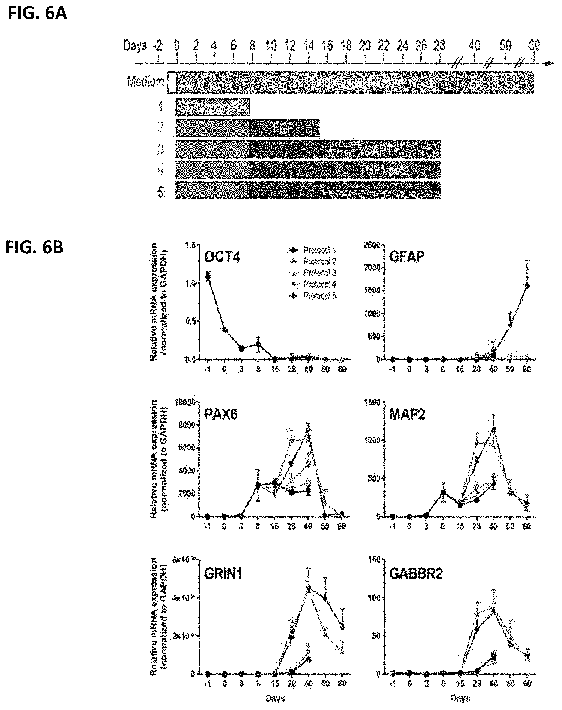 Patent US11781109 Figure 5 – Methods of producing bioengineered neuronal organoids (BENOs) and uses thereof