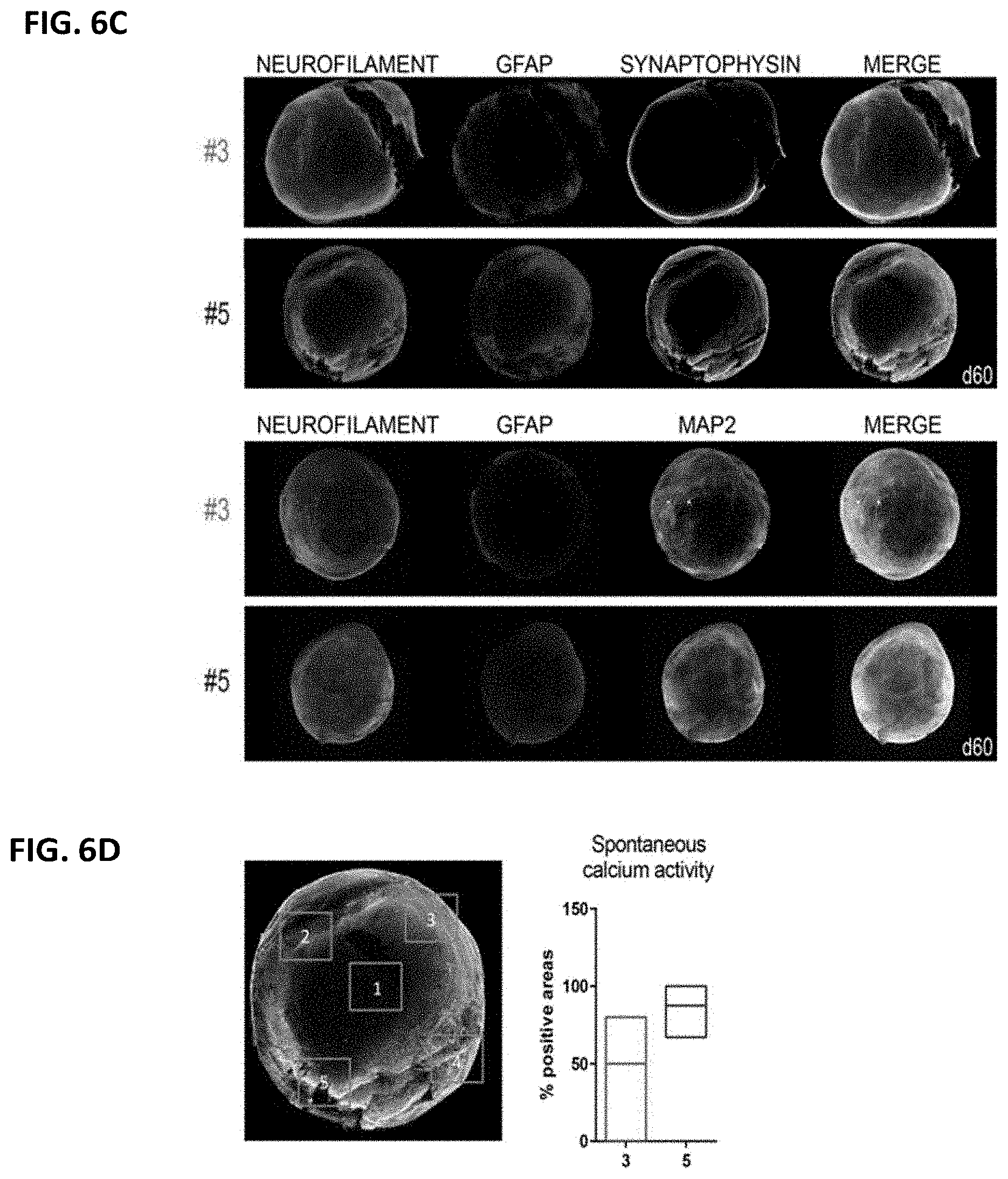 Patent US11781109 Figure 6 – Methods of producing bioengineered neuronal organoids (BENOs) and uses thereof