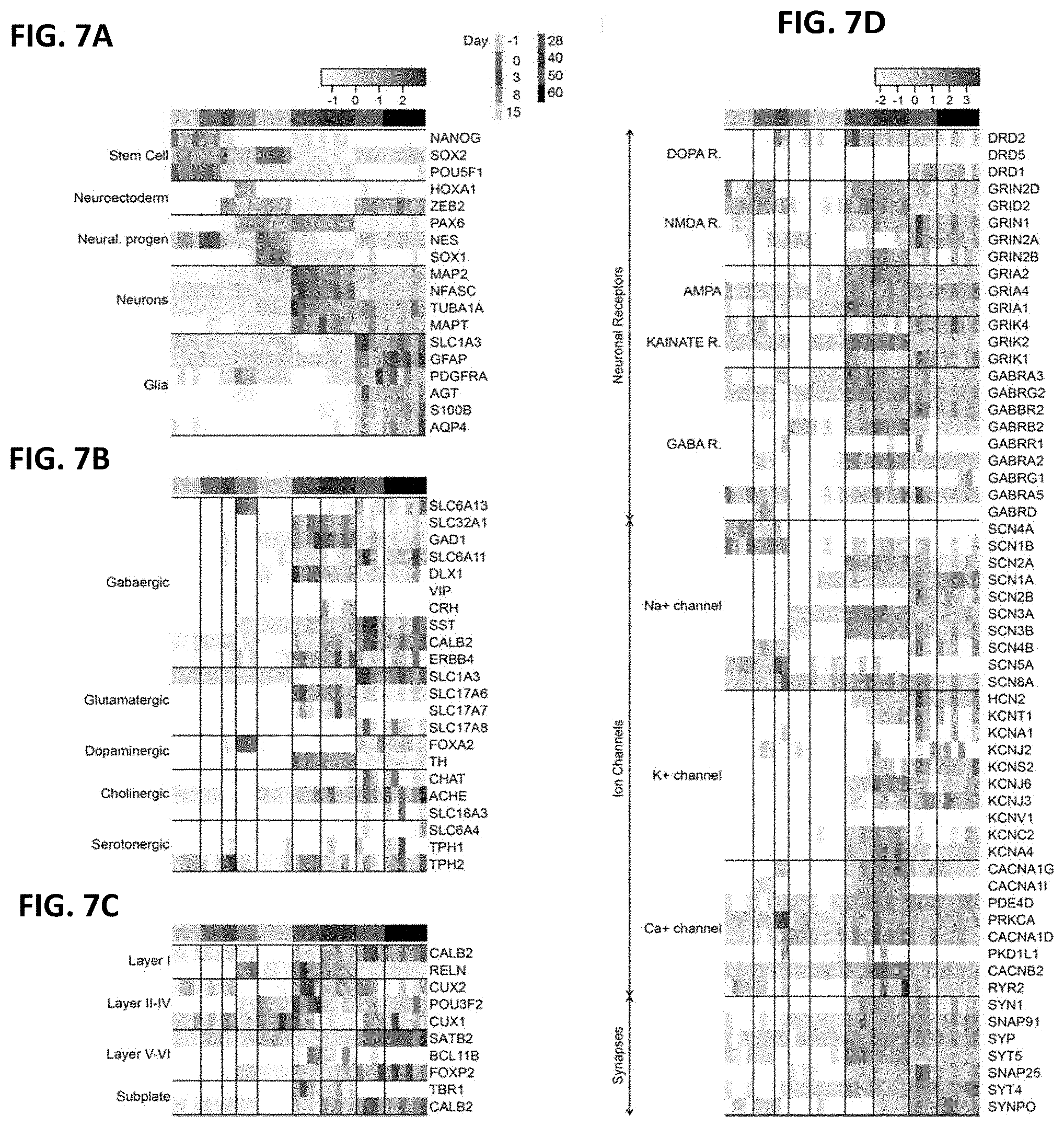 Patent US11781109 Figure 7 – Methods of producing bioengineered neuronal organoids (BENOs) and uses thereof