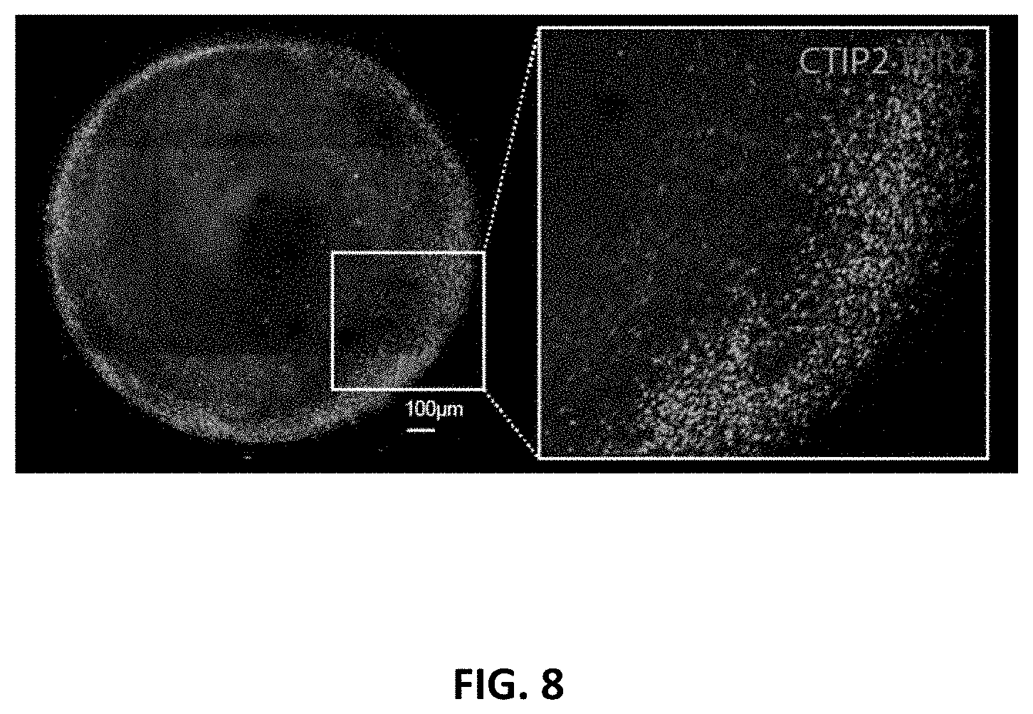 Patent US11781109 Figure 8 – Methods of producing bioengineered neuronal organoids (BENOs) and uses thereof