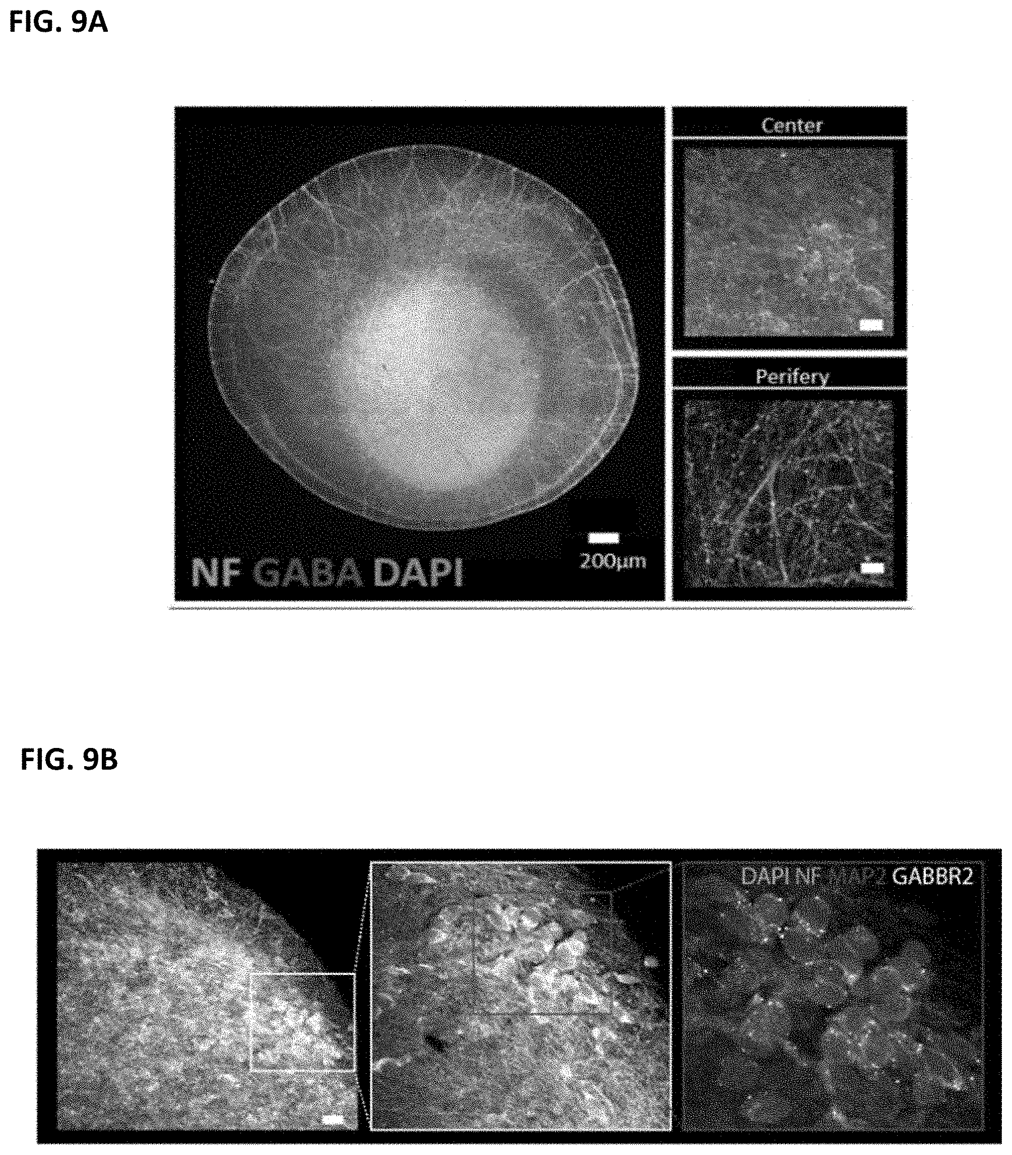 Patent US11781109 Figure 9 – Methods of producing bioengineered neuronal organoids (BENOs) and uses thereof