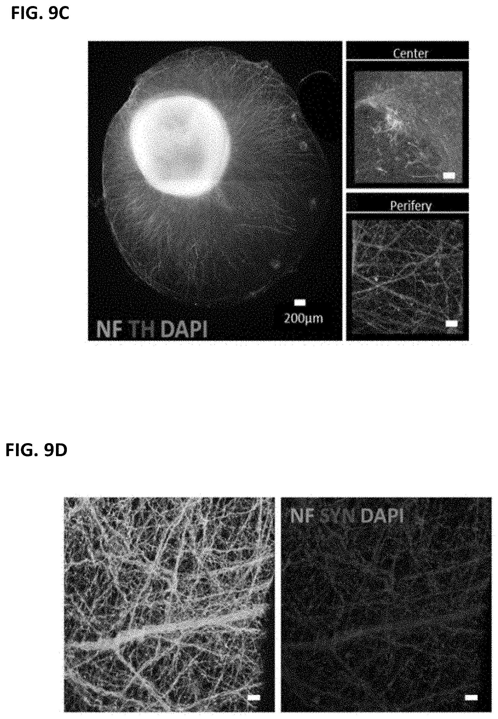 Patent US11781109 Figure 10 – Methods of producing bioengineered neuronal organoids (BENOs) and uses thereof