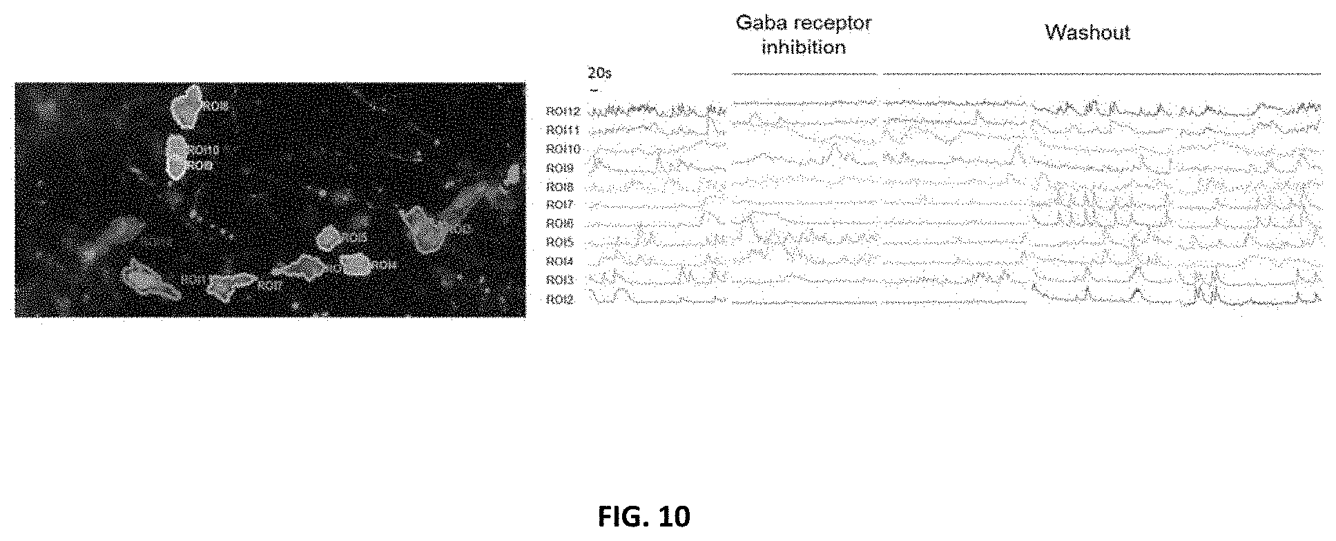 Patent US11781109 Figure 11 – Methods of producing bioengineered neuronal organoids (BENOs) and uses thereof